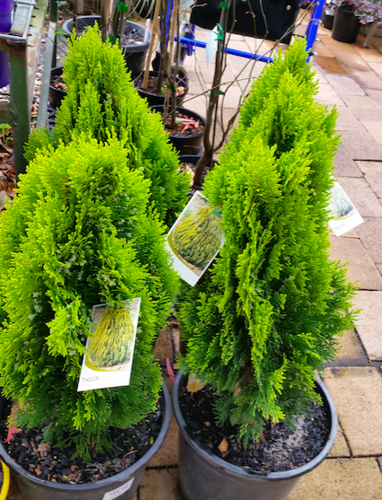 Baeckea Virgata Miniature (dwarf) in a landscaped home garden