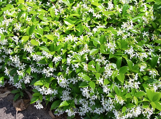 trachelospermum jasminoides