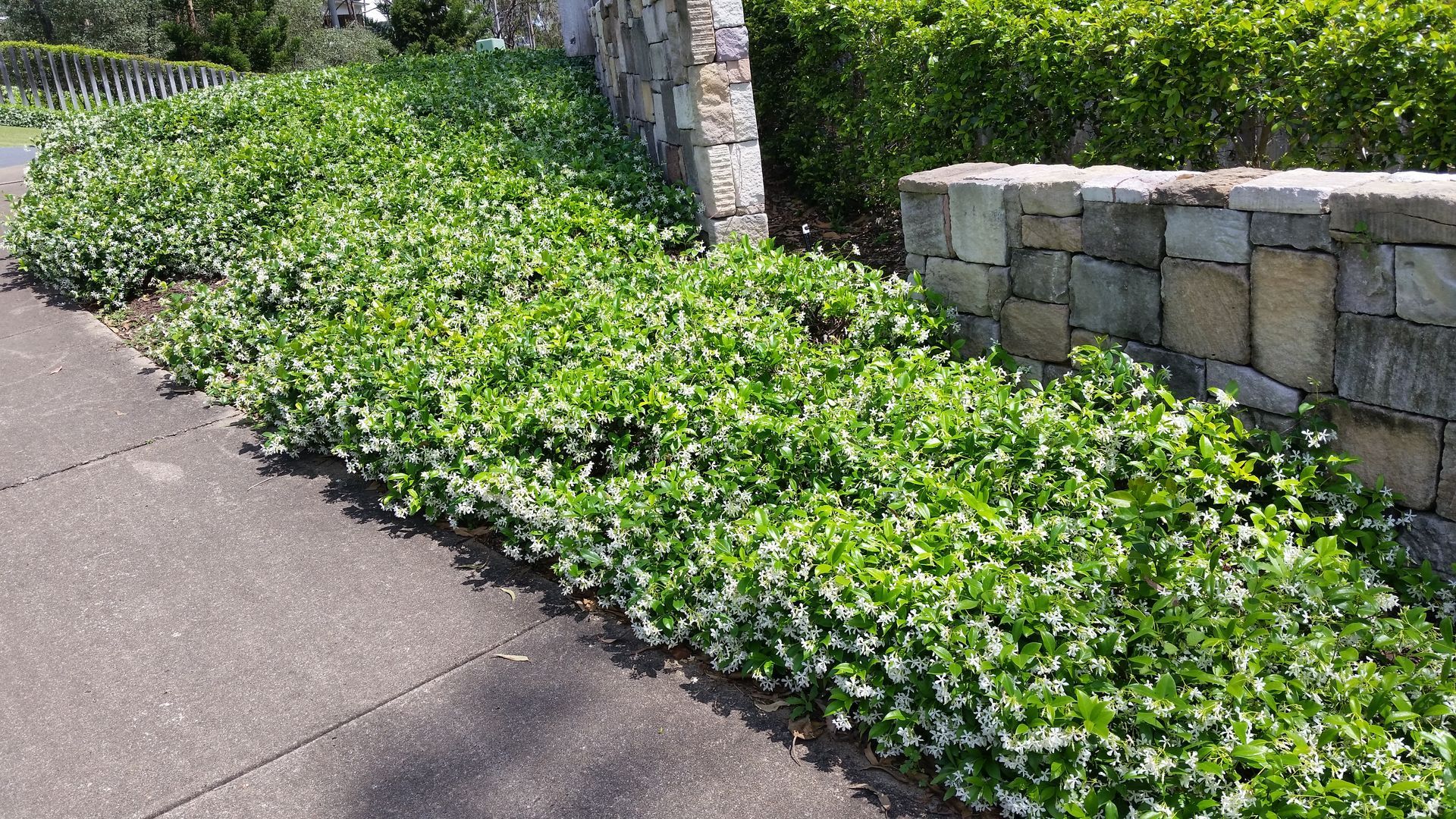 Baeckea Virgata Miniature (dwarf) in a landscaped home garden