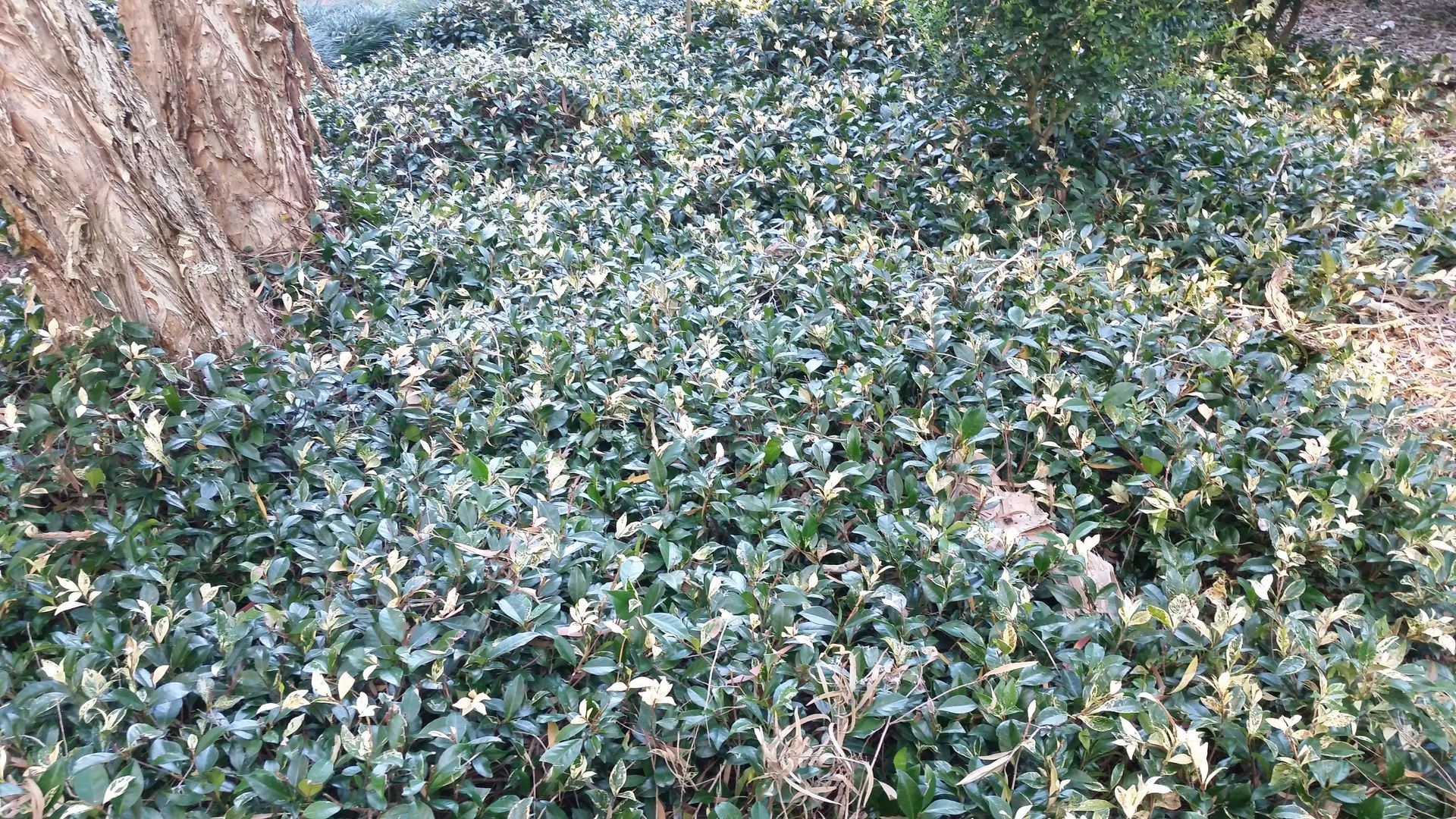 Trachelospermum Tricolour