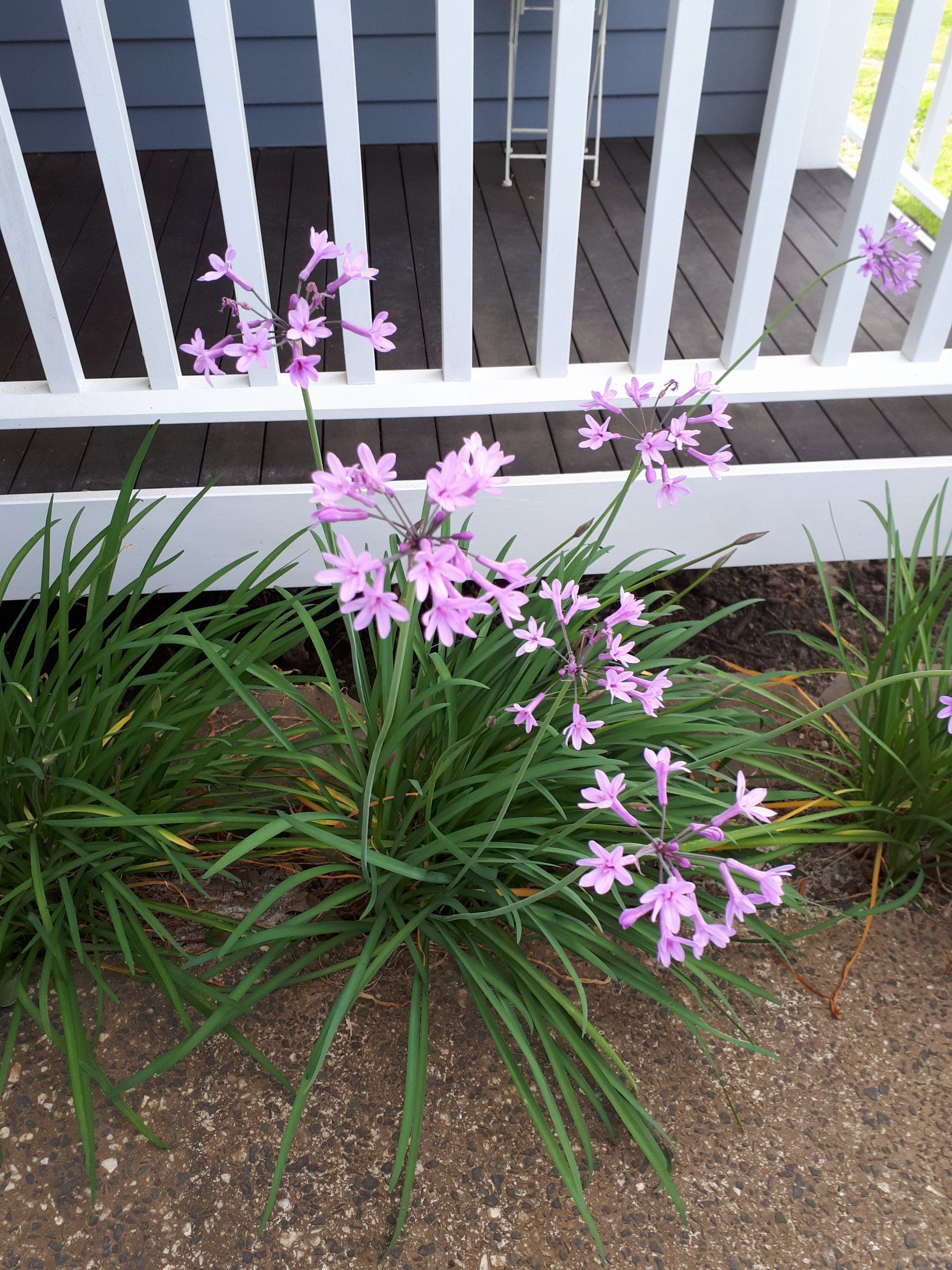 Tulbaghia Violacea 'Society Garlic' flowering plant