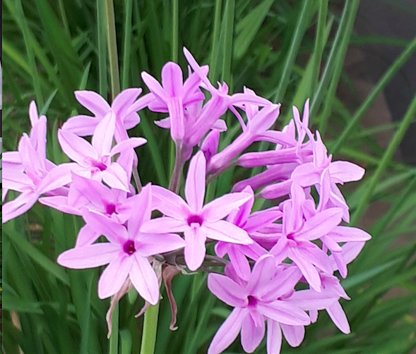 Tulbaghia Violacea