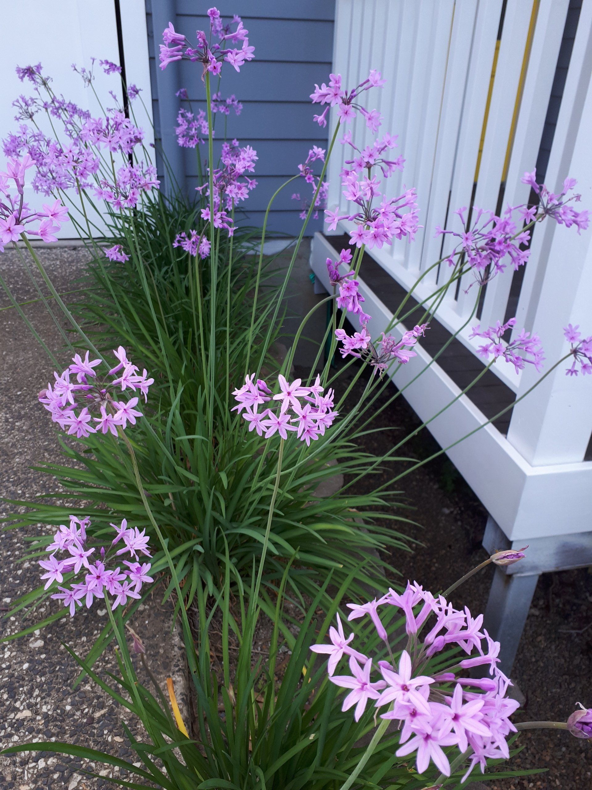 Tulbaghia Violacea 'Society Garlic' planted in a garden