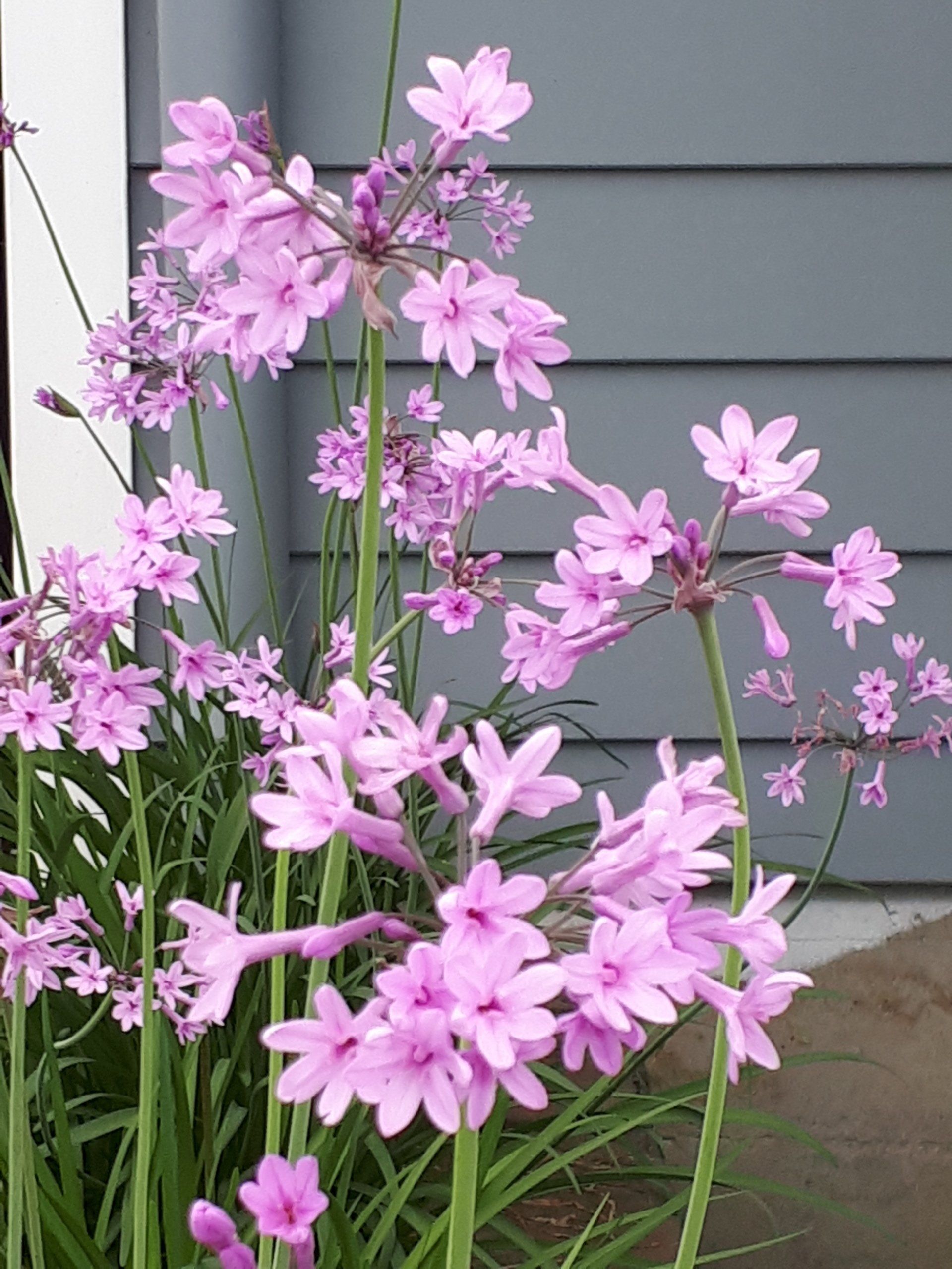 Tulbaghia Violacea 'Society Garlic' up close photo
