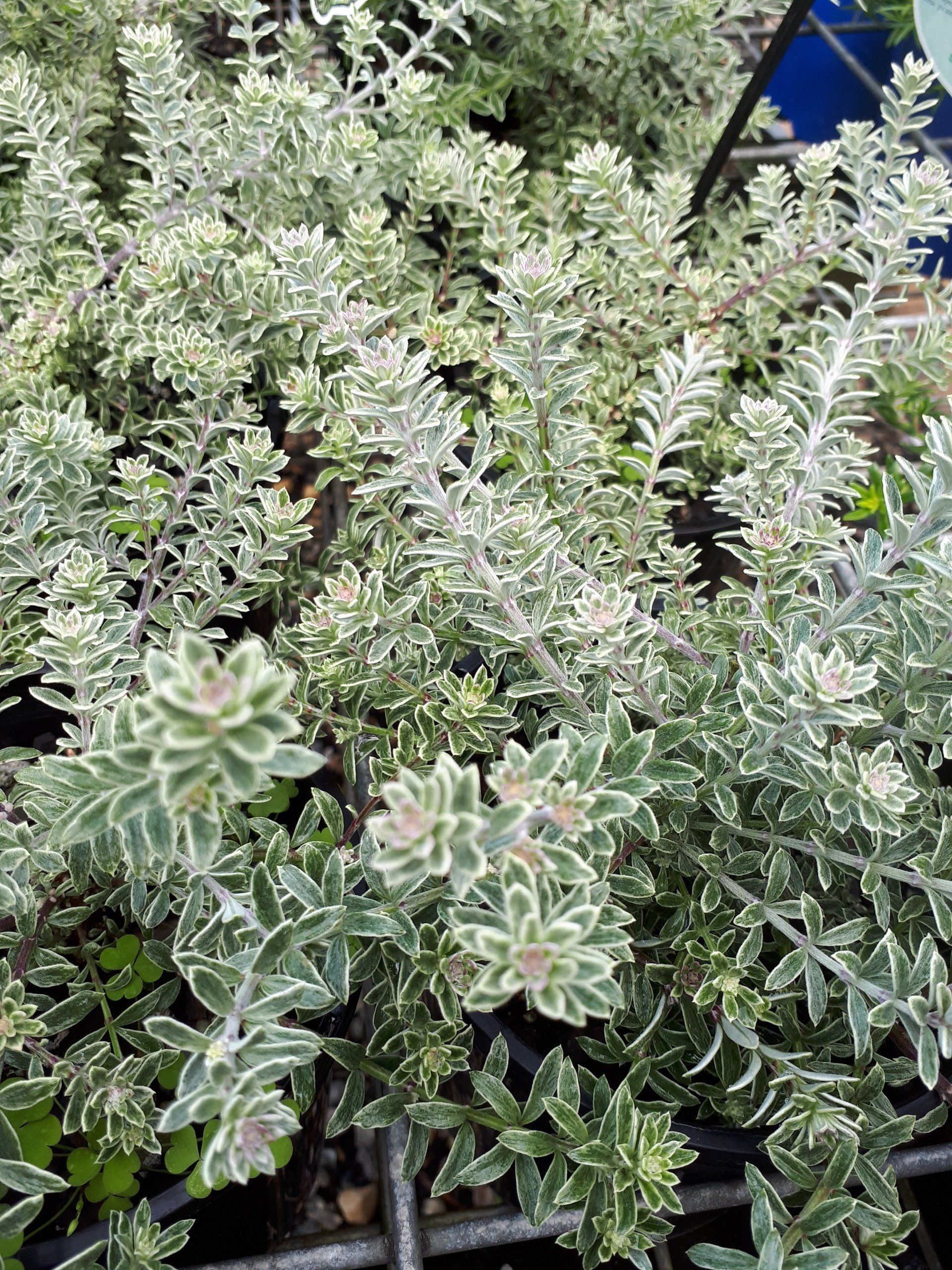 Westringia fruiticosa 'Smokey' garden plant