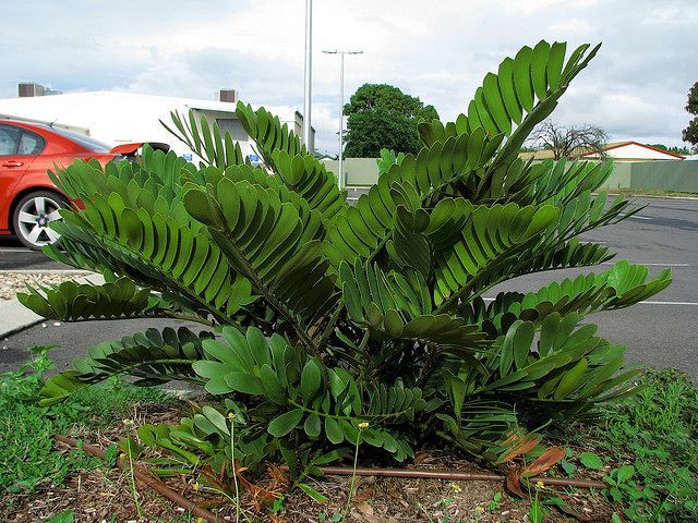 Baeckea Virgata Miniature (dwarf) in a landscaped home garden