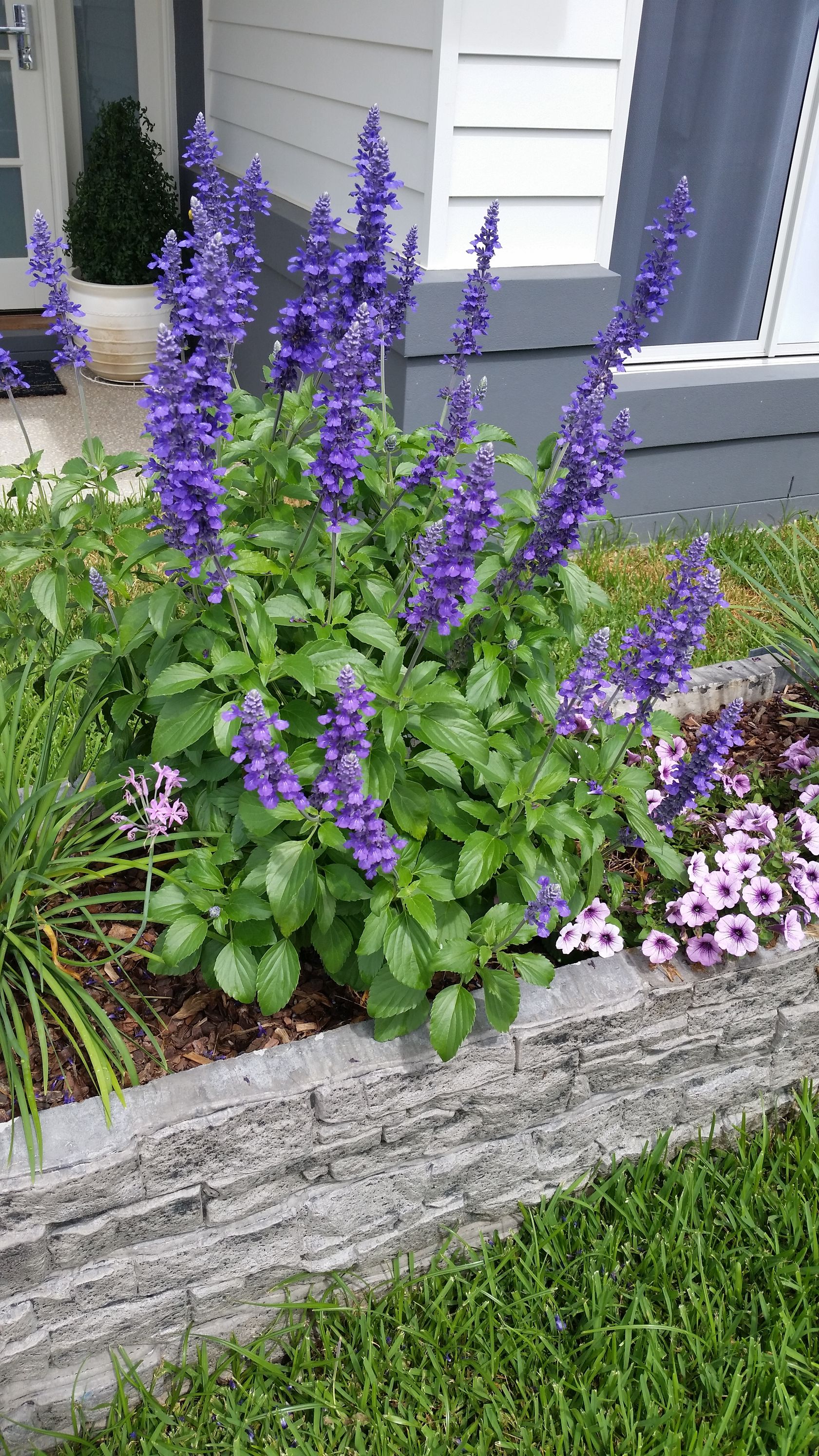 outstanding-plant-performance-range-for-every-australian-garden