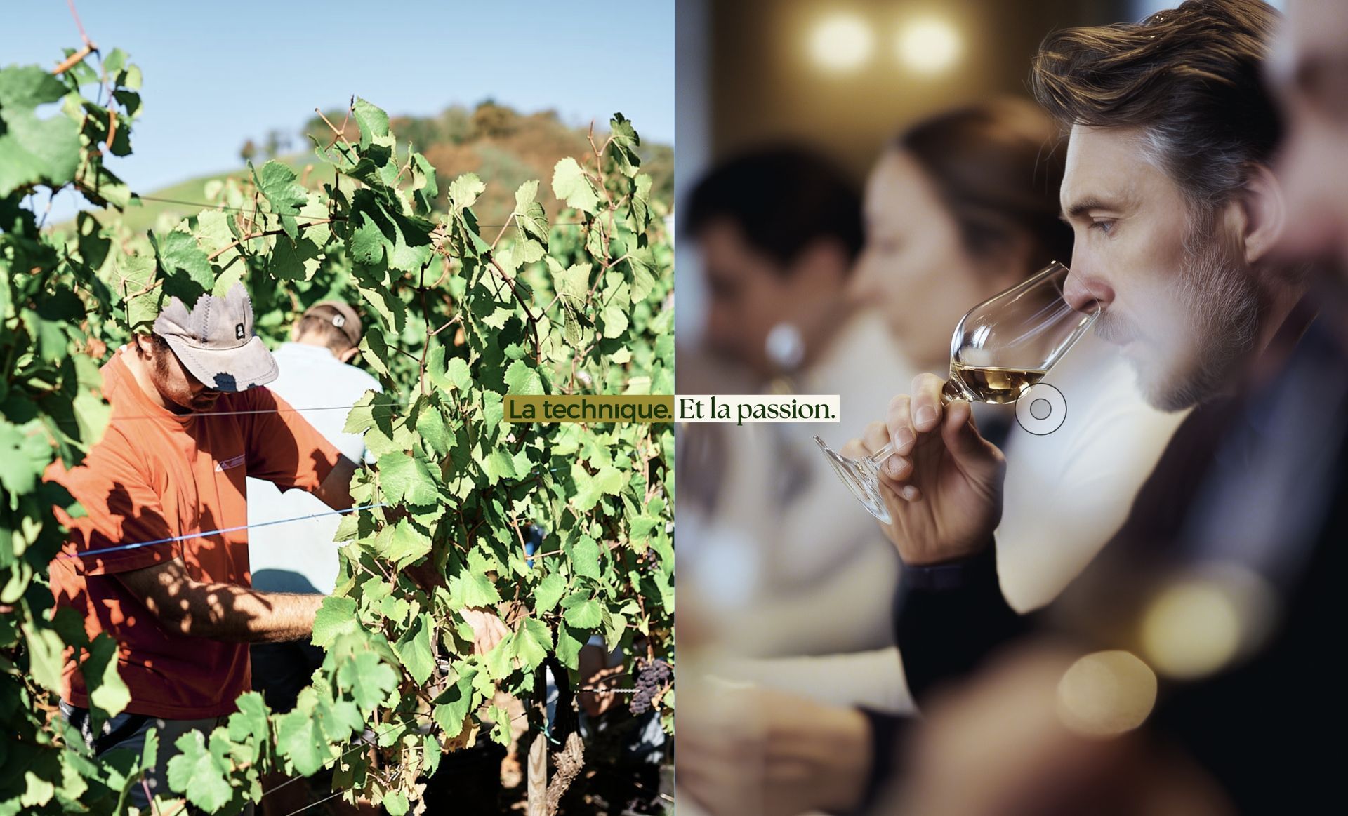 Vineyard worker harvesting grapes next to a man tasting wine. Sunlight, outdoors, light and dark tones.