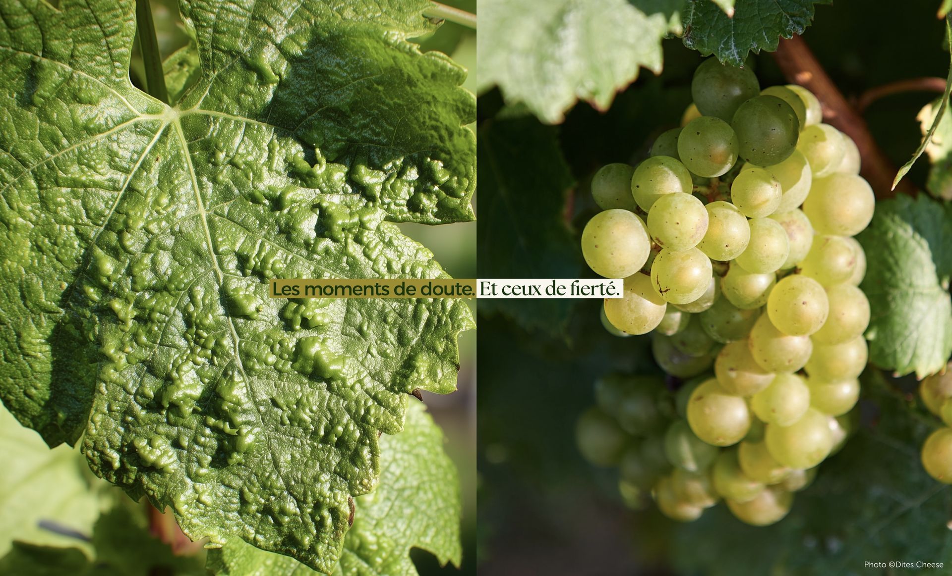 Grape leaf with bumpy texture next to a cluster of green grapes.