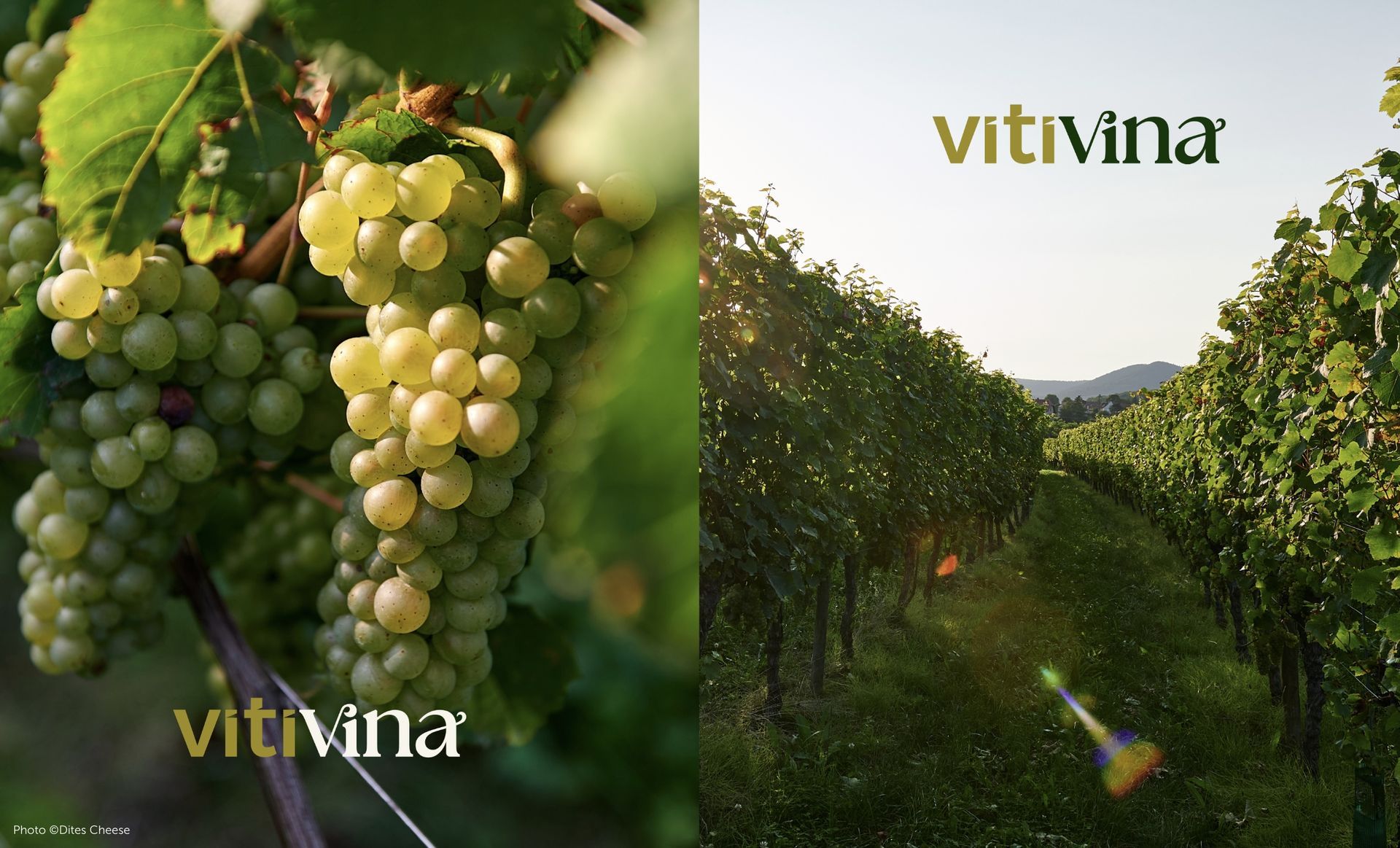Grapes on the vine and rows of grapevines in a vineyard with