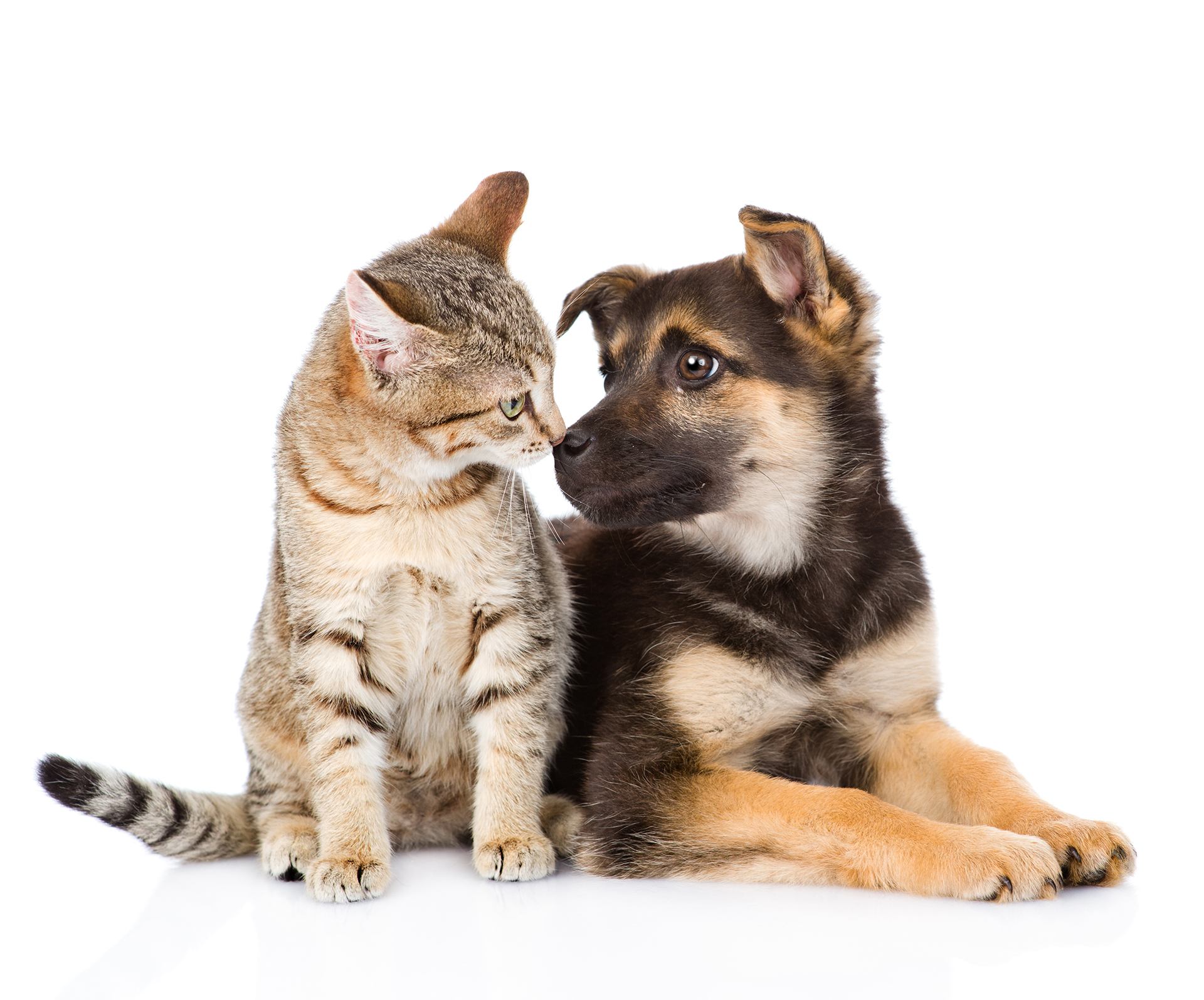Veterinaria