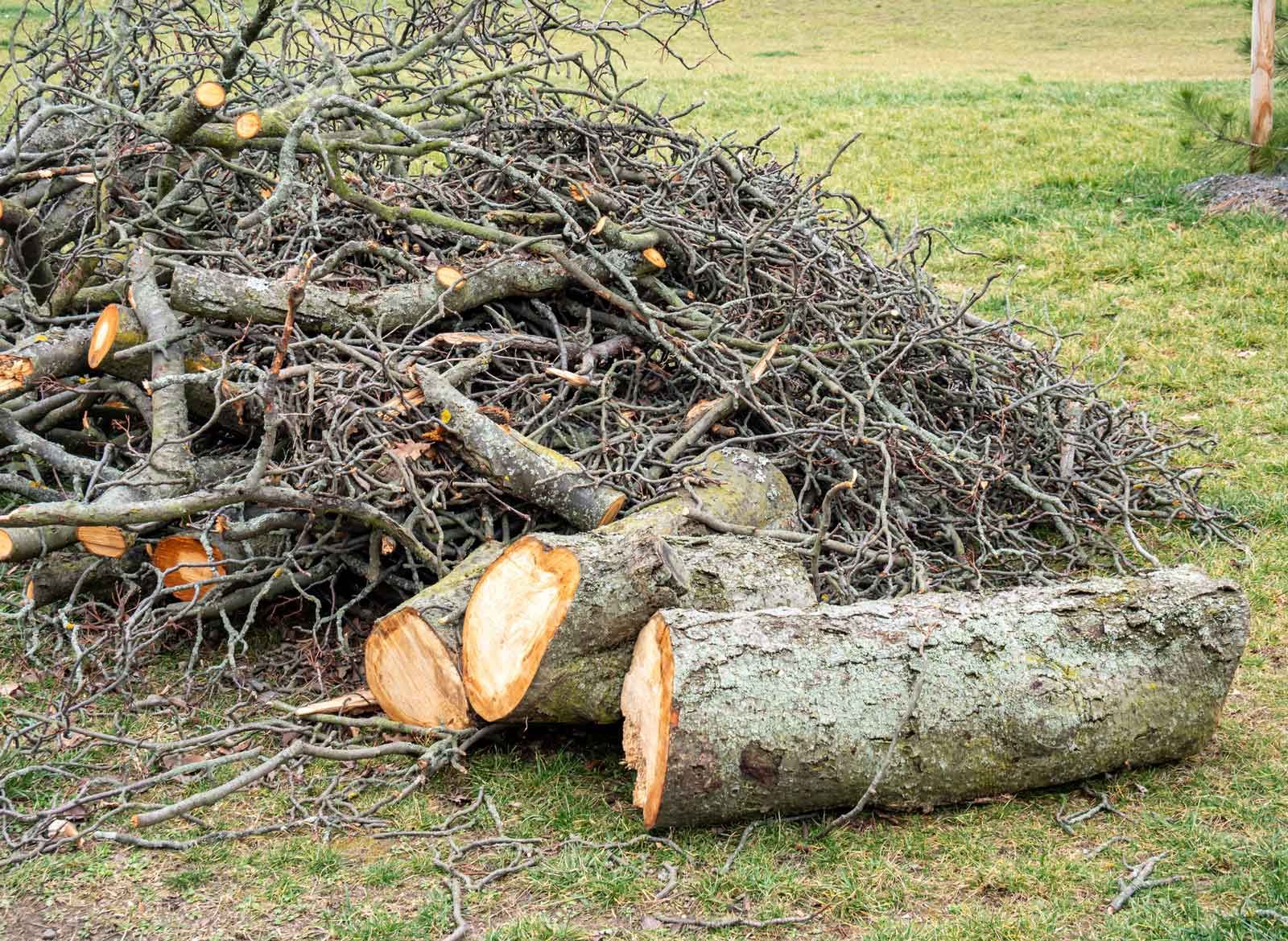 Pile of cut tree branches and logs on a grassy lawn; some logs are freshly cut, showing light-colored wood.
