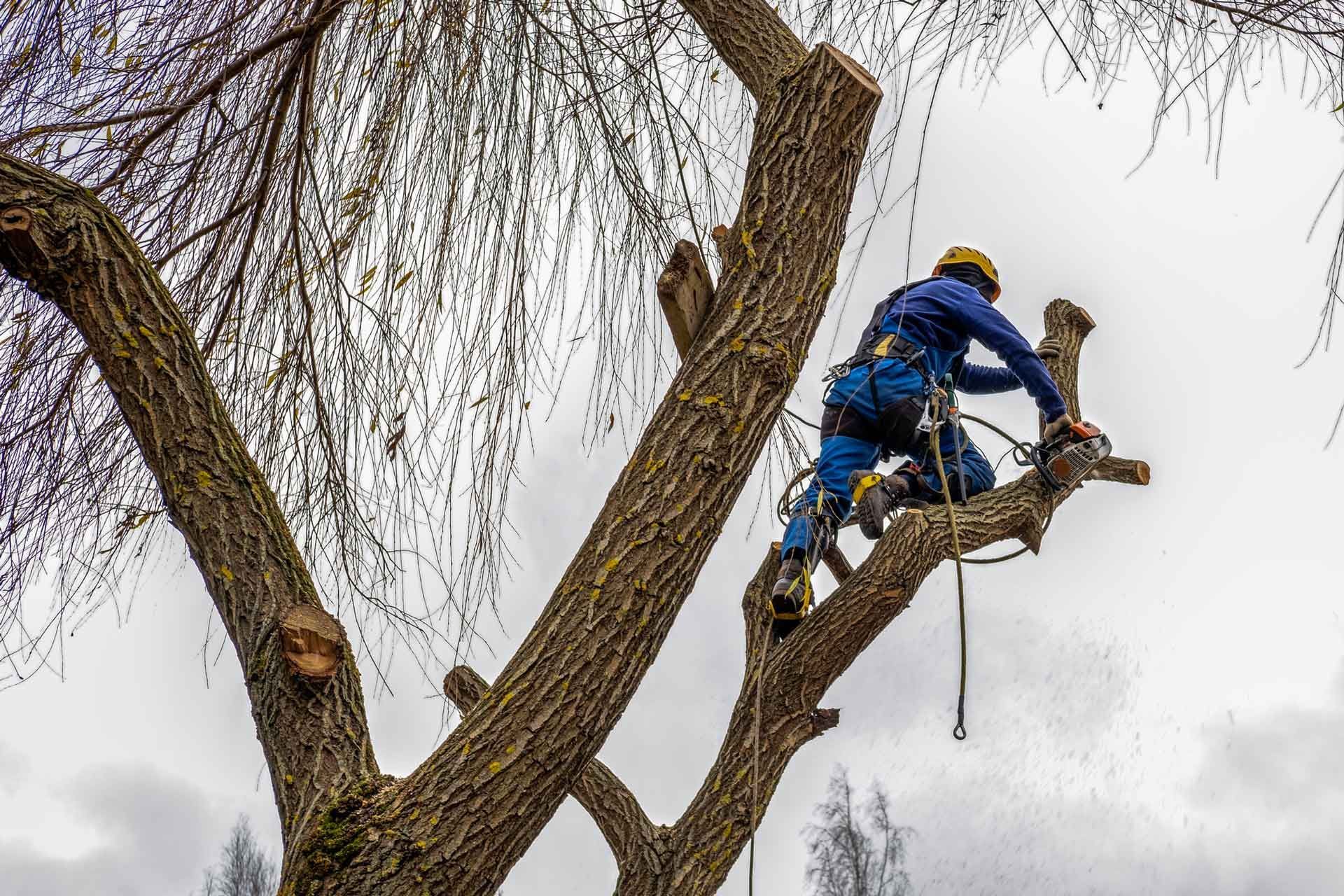 Arborist in blue overalls and hard hat, trimming a tree with a cloudy sky background.