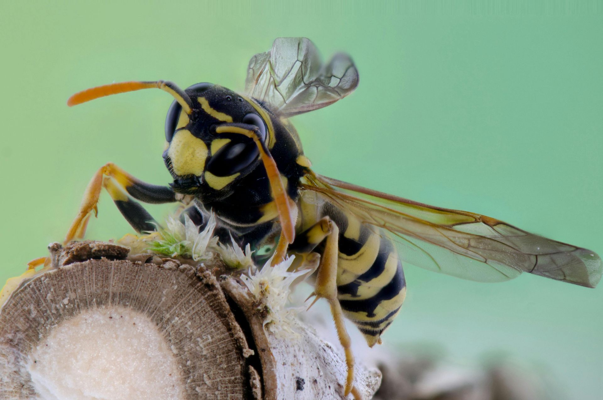 Insect Control wasp perched on a flower, with yellow-and-black stripes and translucent wings in Parkersburg WV