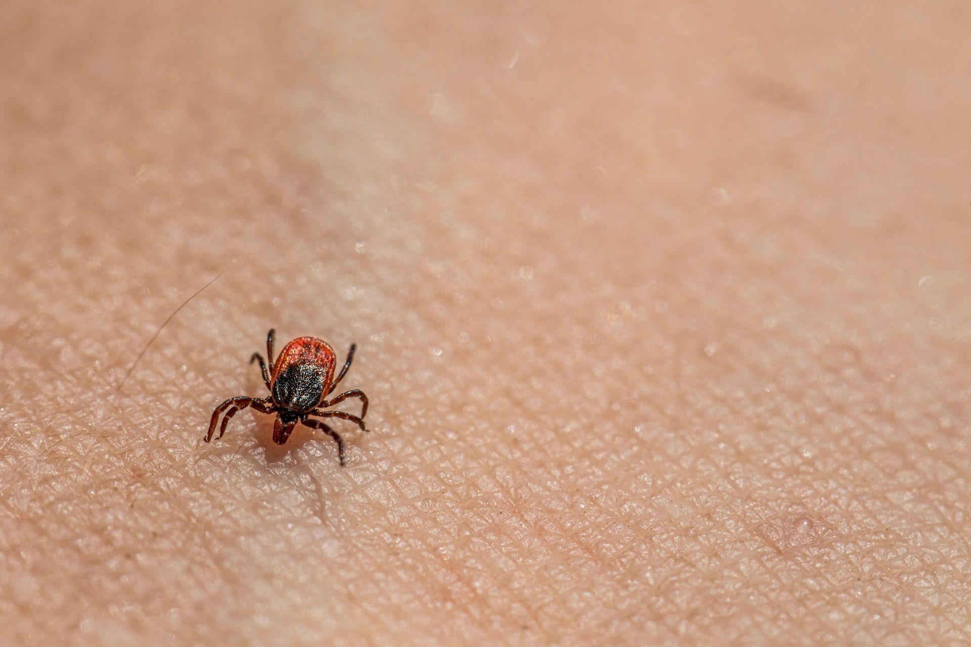 Insect Control close-up of a small tick on human skin in Parkersburg WV
