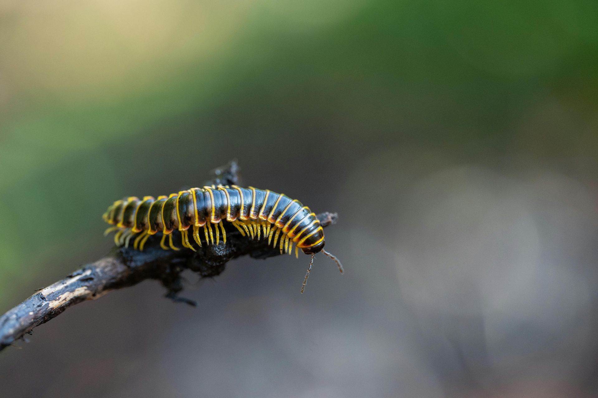 Insect Control Black and yellow millipede crawling on a twig against a blurred green background in Parkersburg WV