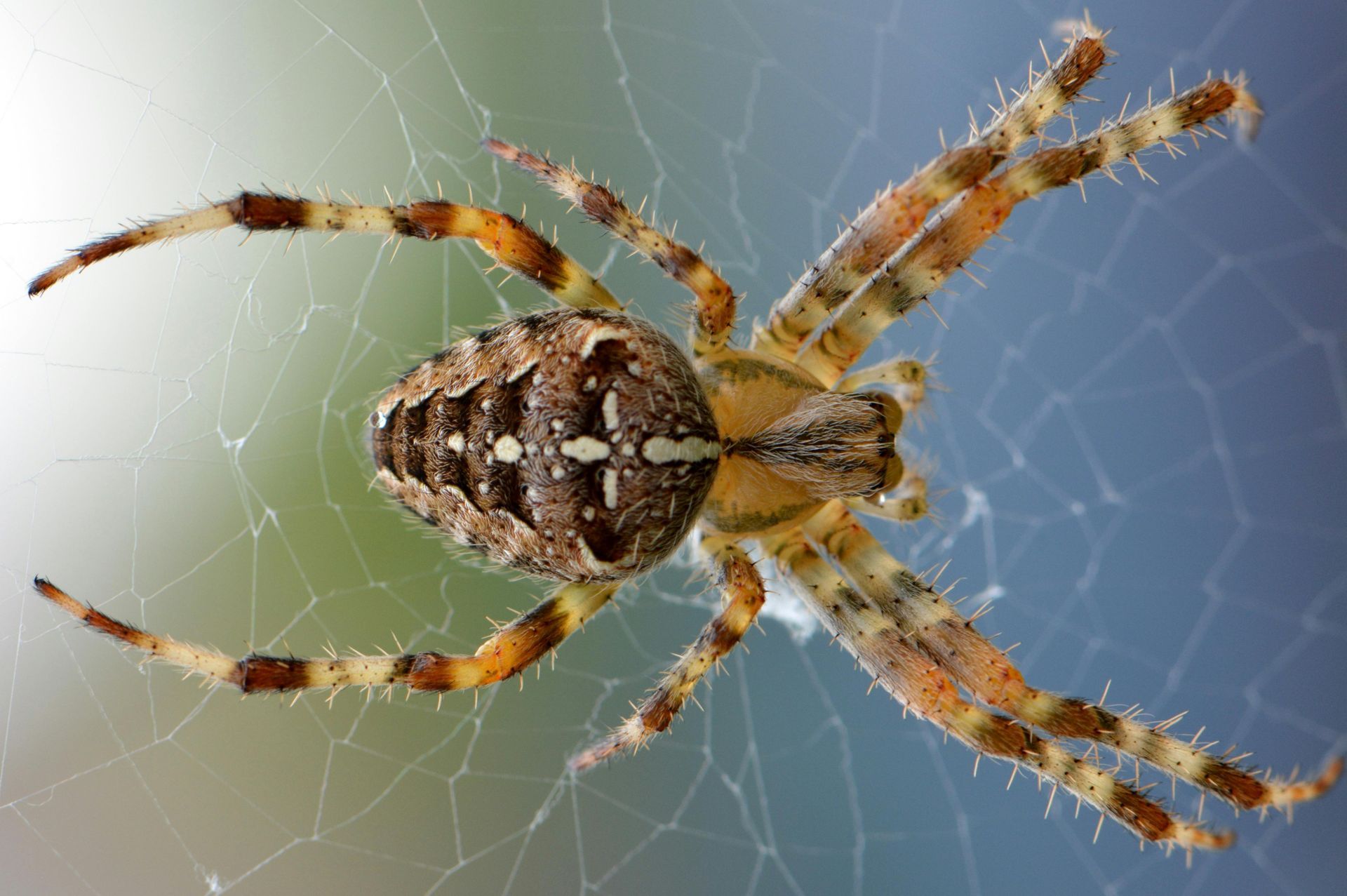 Insect Control brown spider on its web with striped legs against a blurred blue-green background in Parkersburg WV