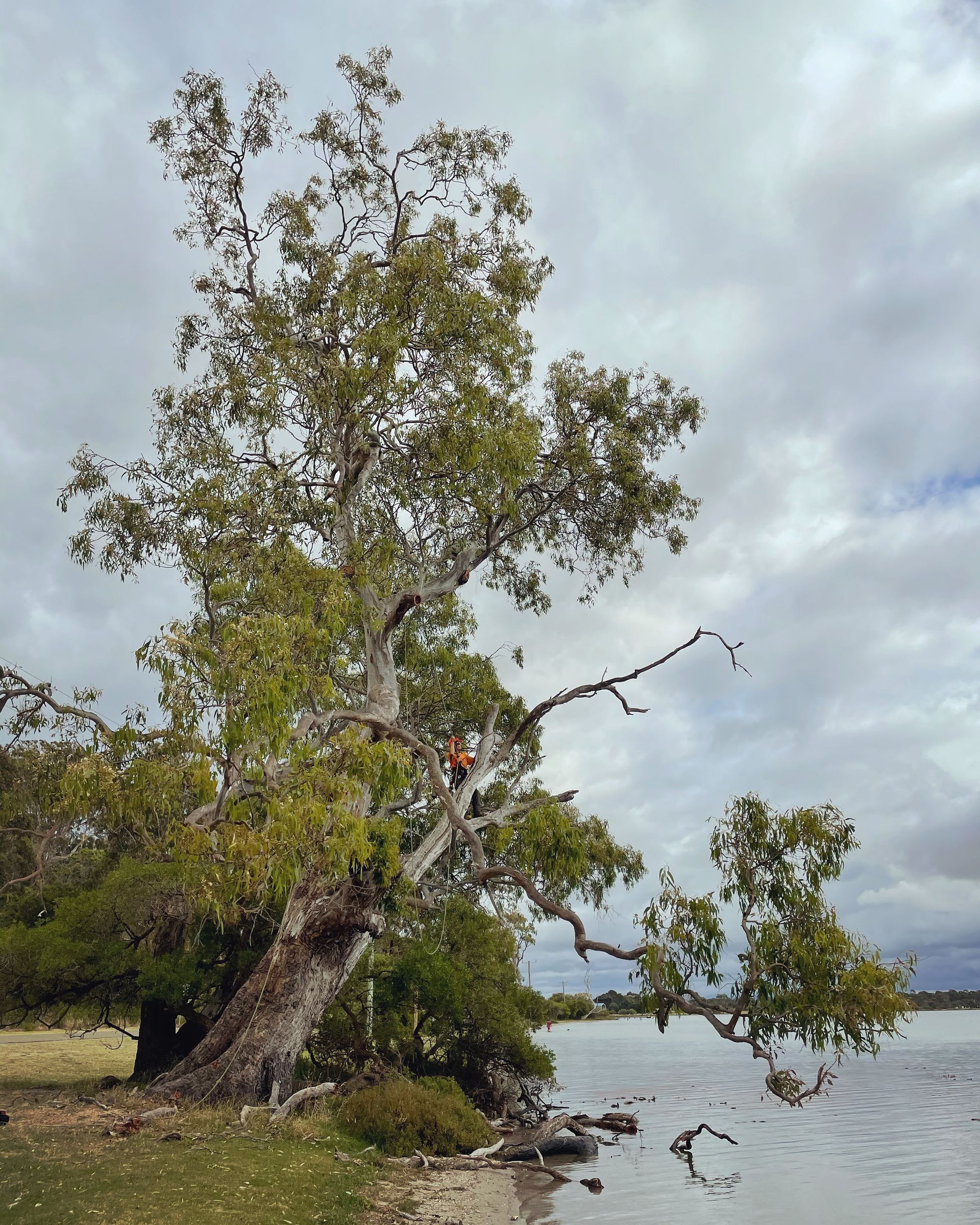 Tree Near Water With Worker.