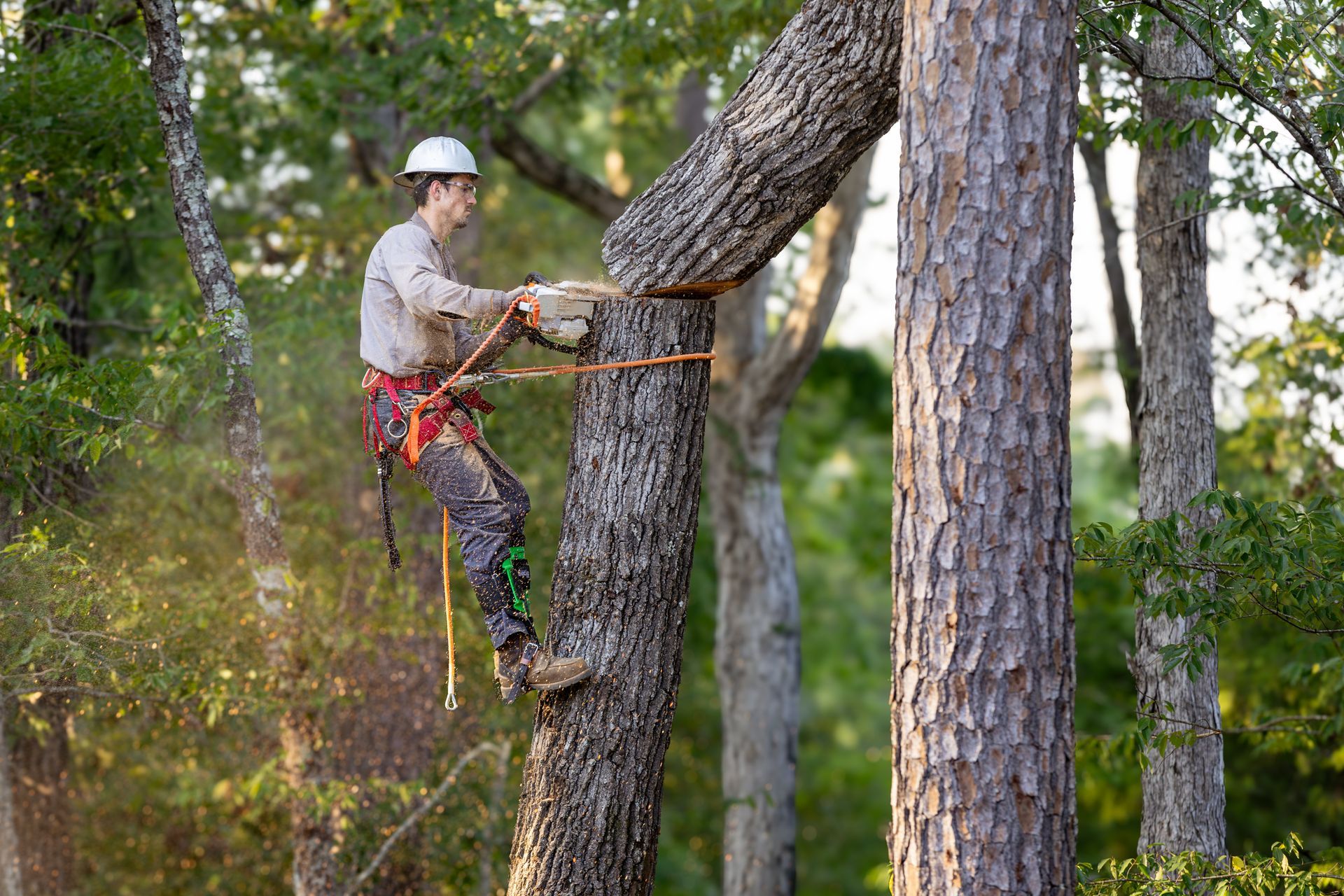 A tree arborist using a chainsaw to cut a tree down while wearing safety gear.