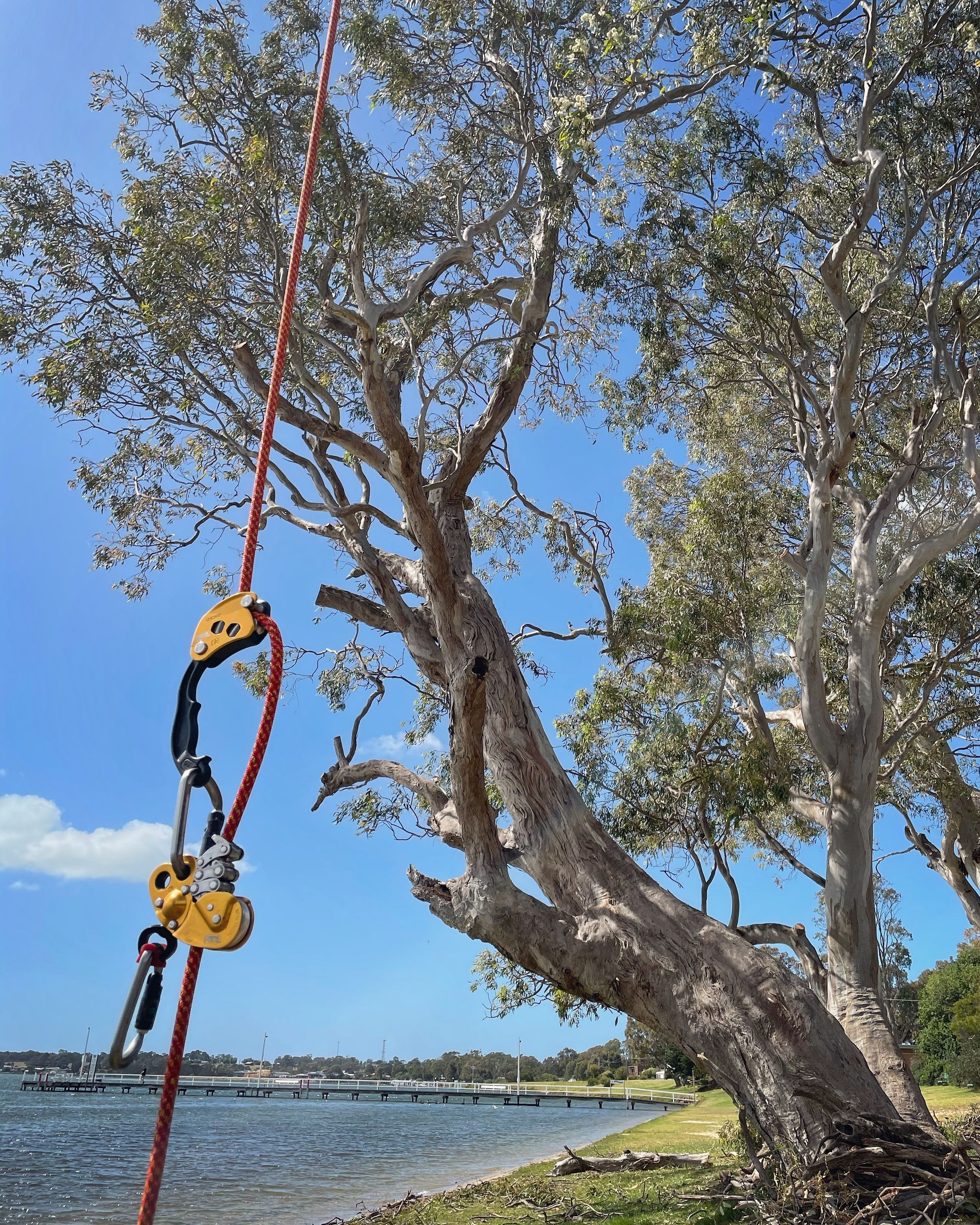 Climbing Gear Attached To A Large Tree.