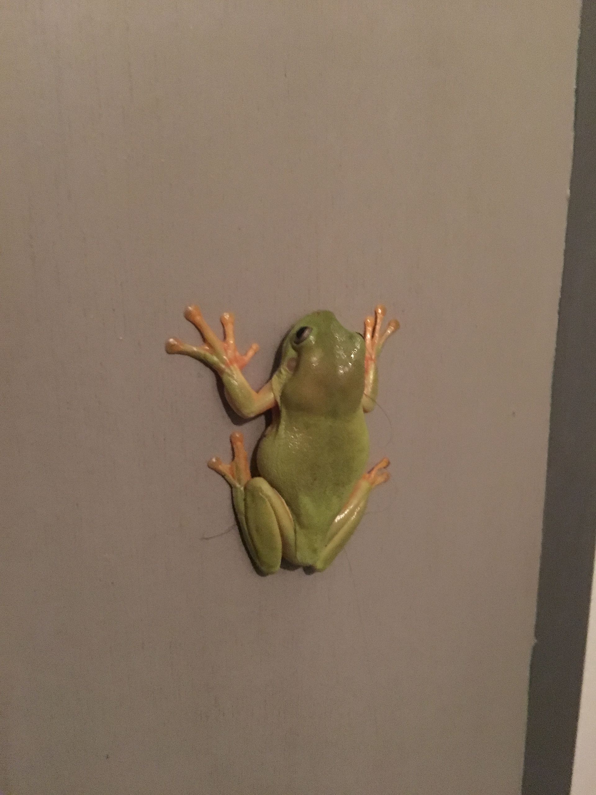 Green Tree Frog On Wall.