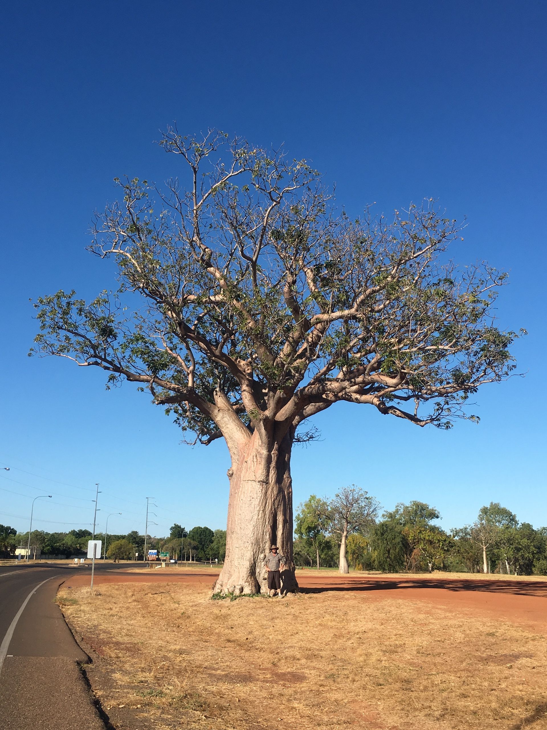 Large Australian Boab Tree.