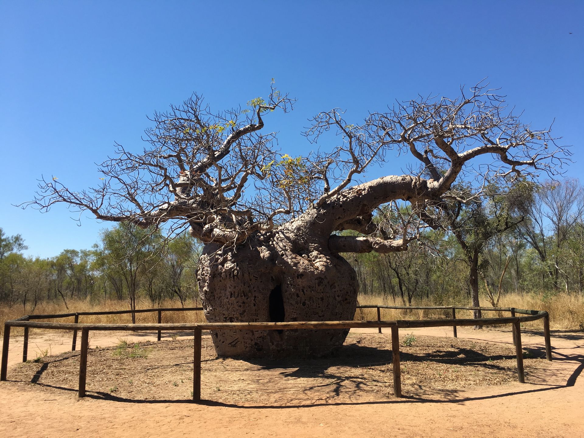 Historic Boab Prison Tree In Australia.
