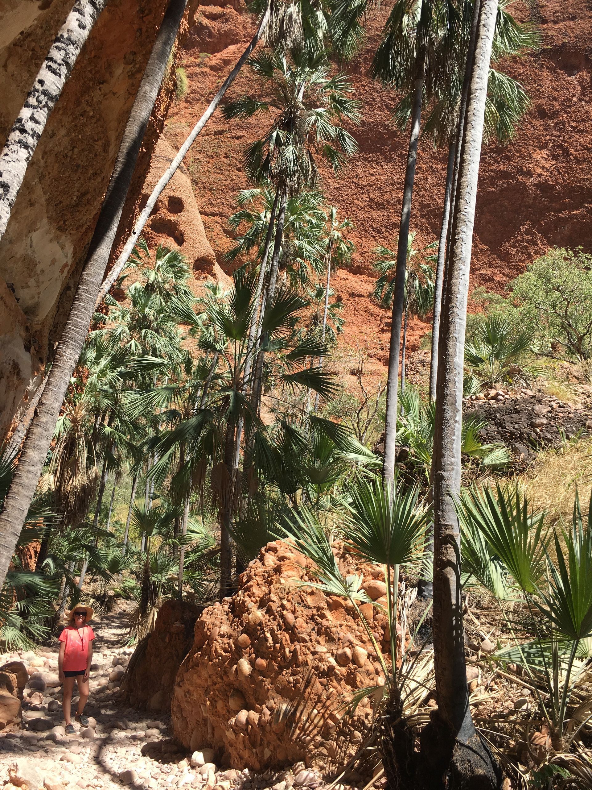 Vertical View Of Palms In Gorge.
