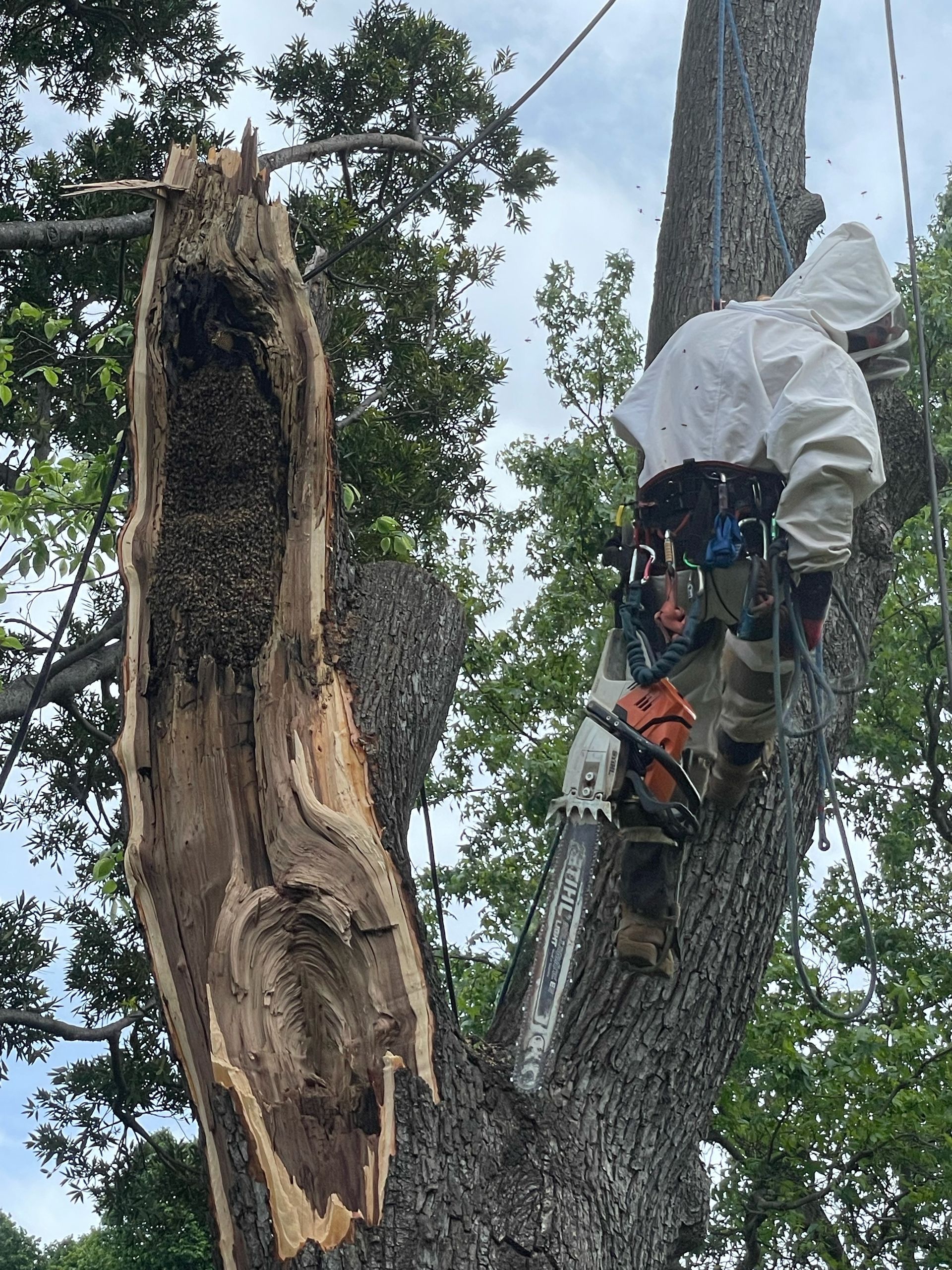 A Tree Worker Cutting Wood.
