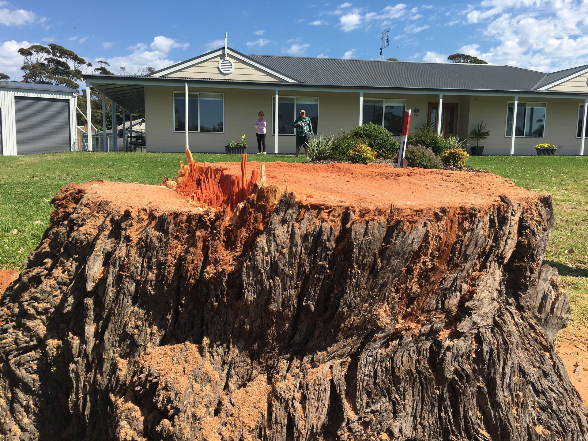 Massive Tree Stump In Foreground.