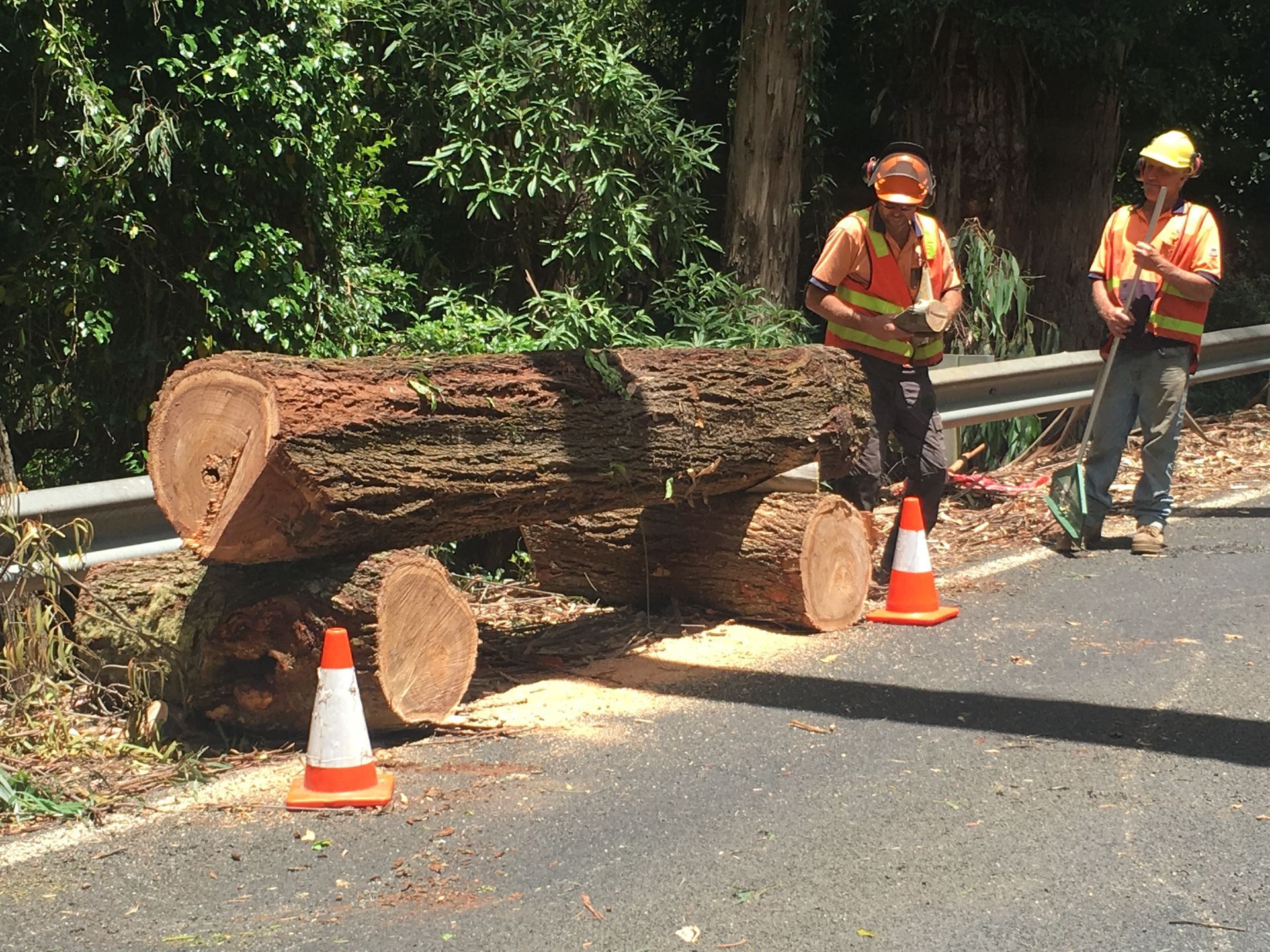 Workers Clearing A Fallen Tree.
