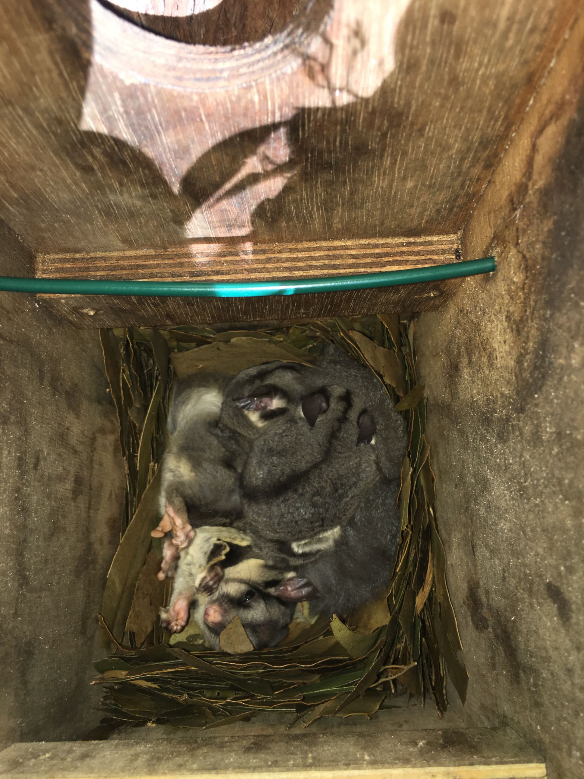 Family Of Sugar Gliders In Nest Box.
