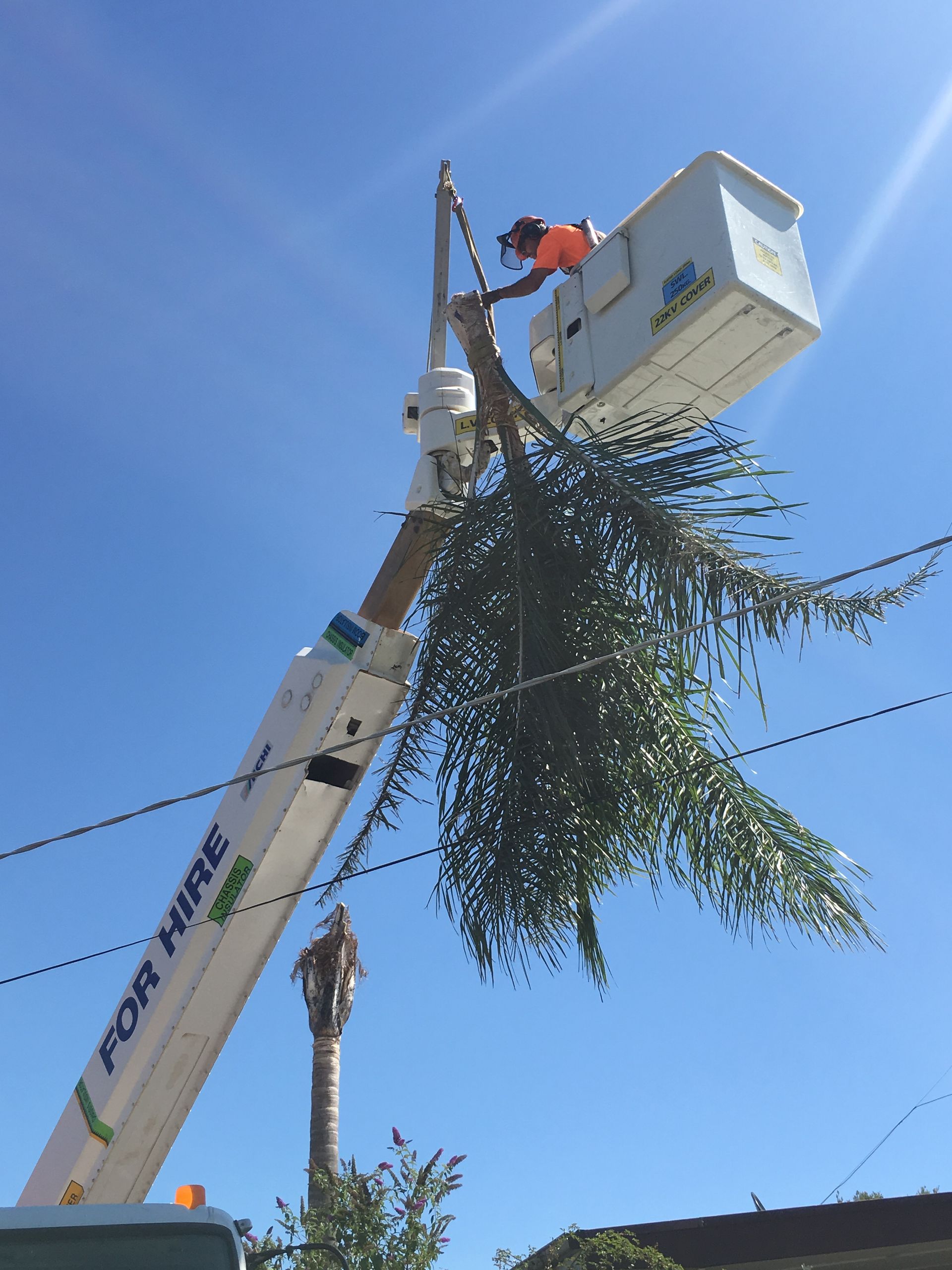 Tree Trimmer In Bucket Truck.