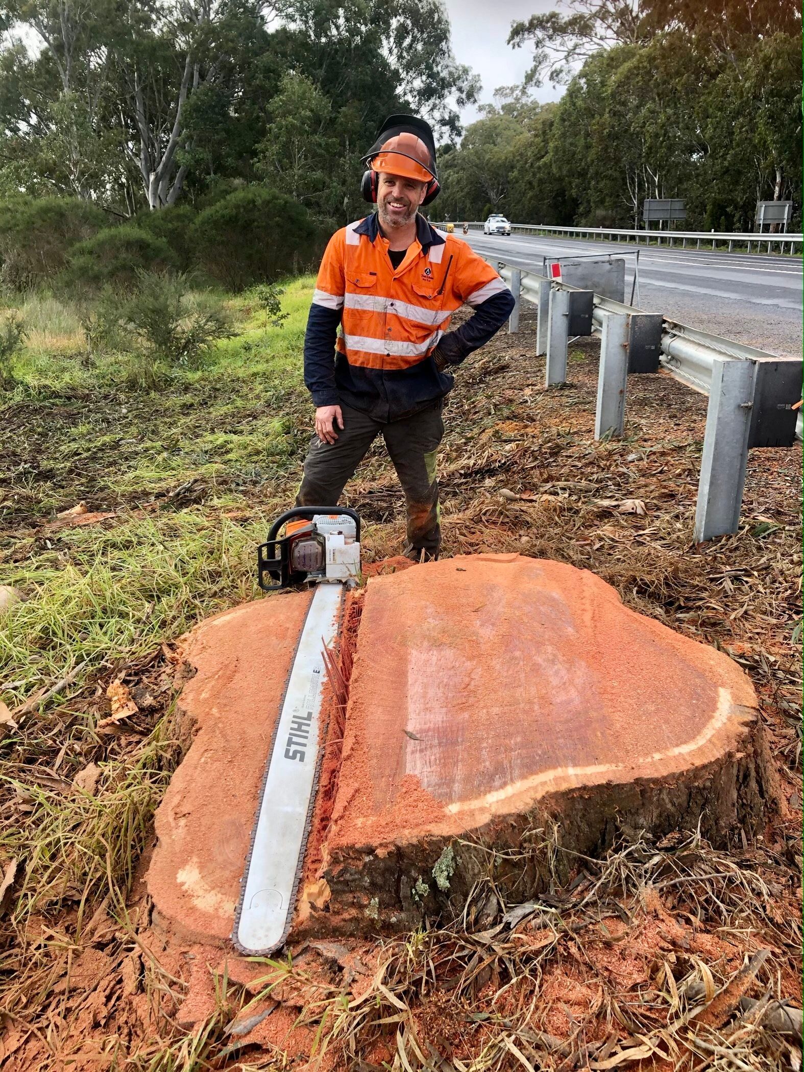 Arborist, Chainsaw, Large Tree Stump.