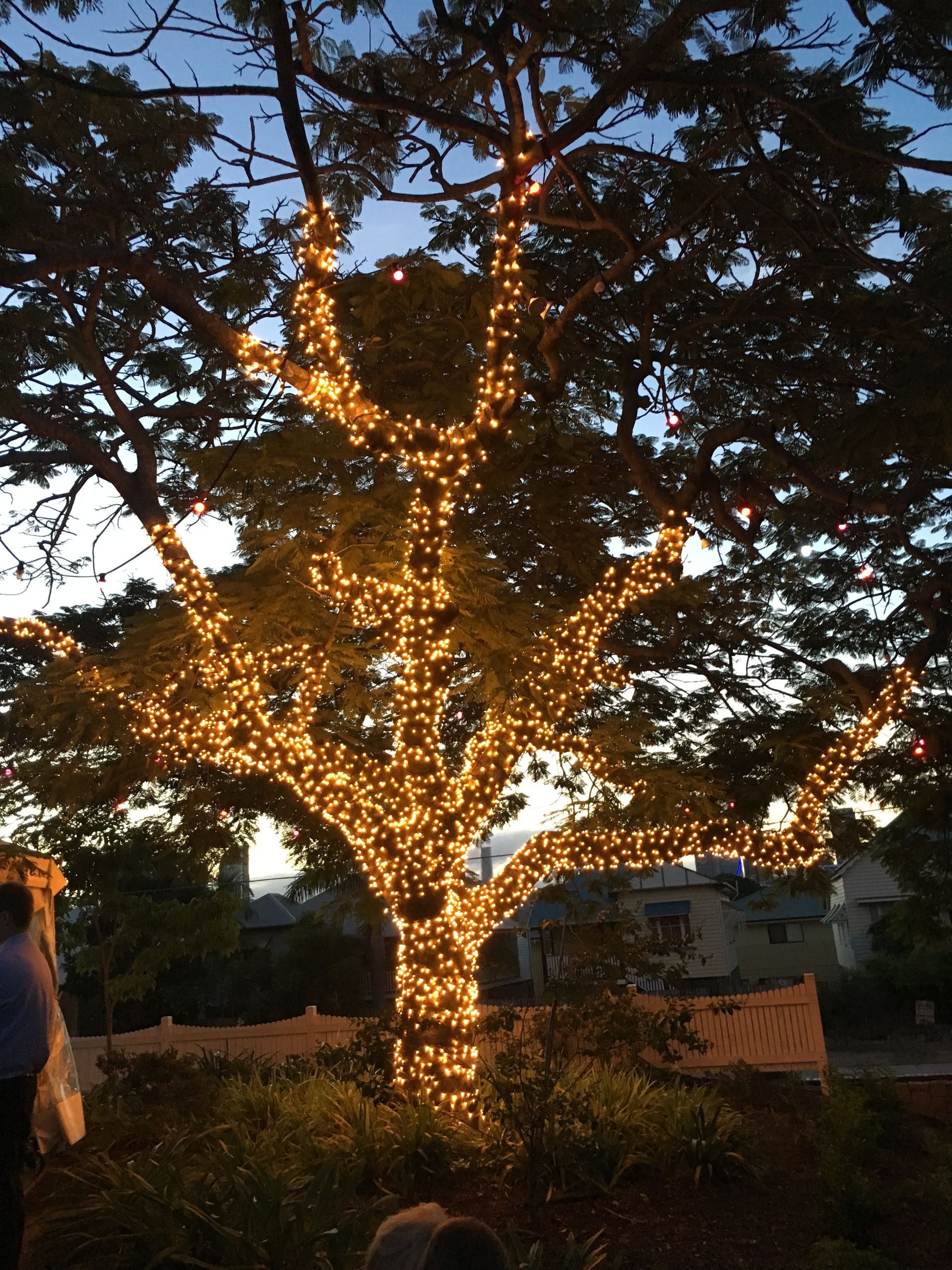 Tree Covered In Warm Lights At Night