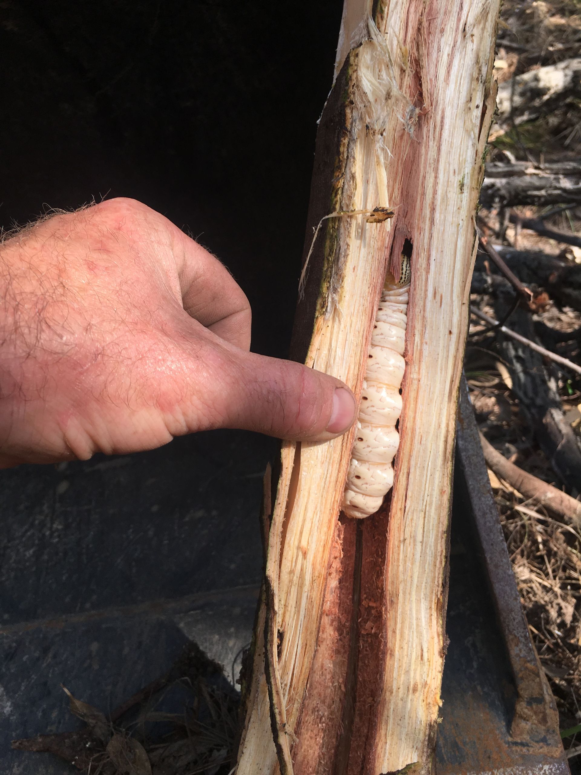 Large White Grub In Split Wood.