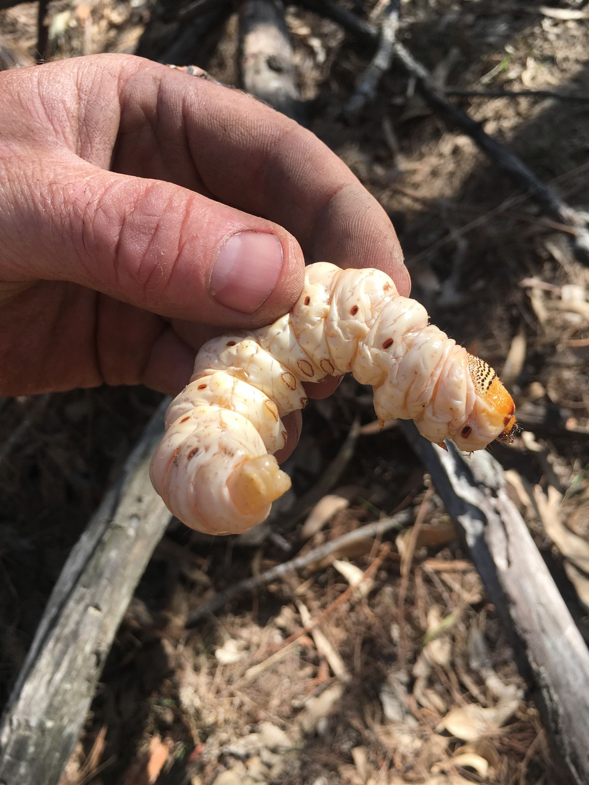 Hand Holding Large Witchetty Grub.

