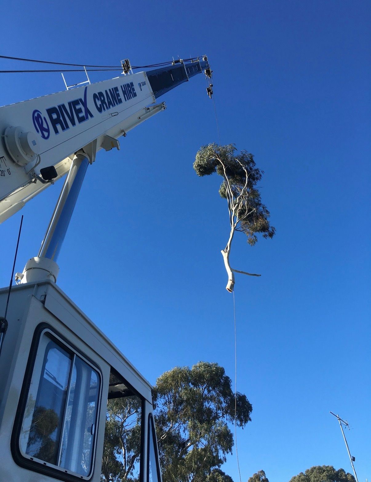 Crane Lifting Tree Section For Removal.