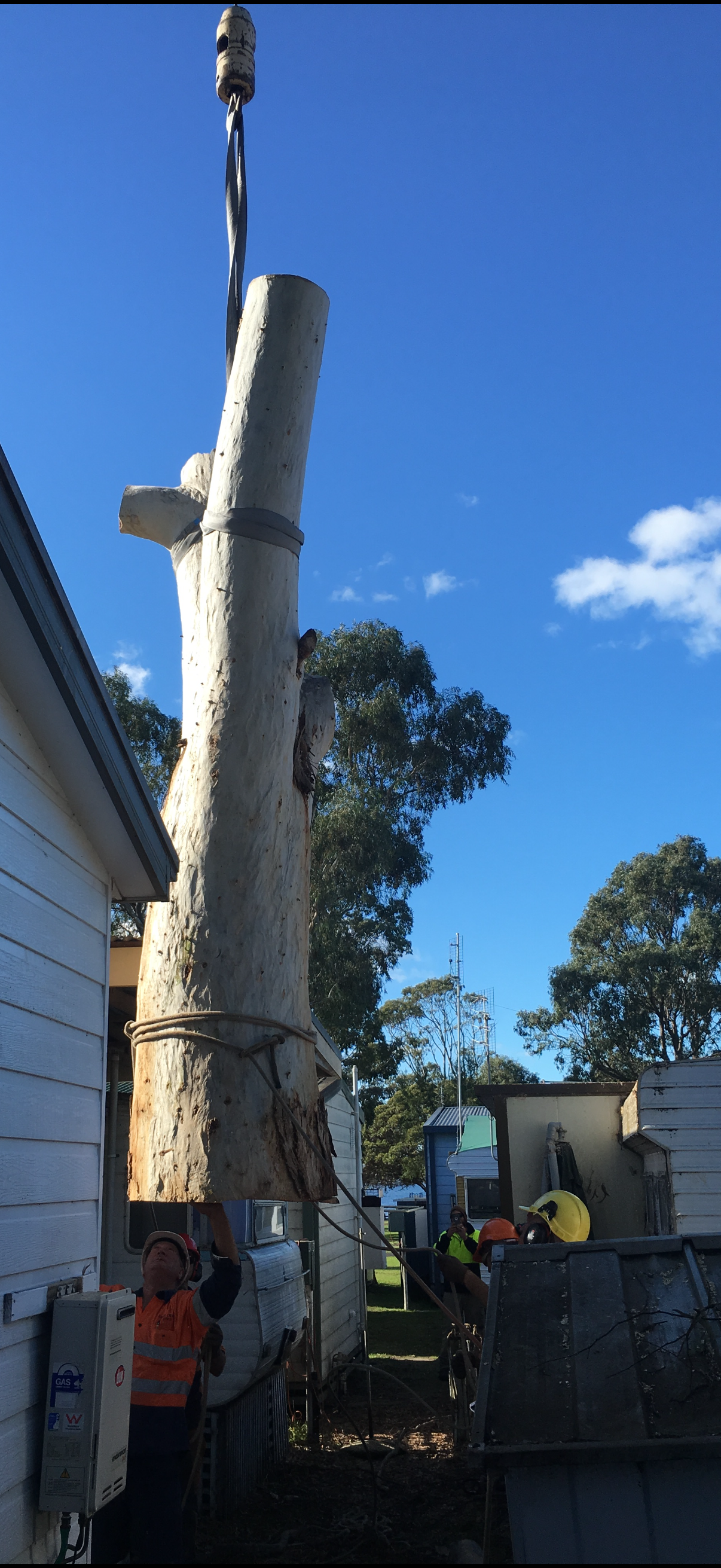Large Tree Trunk Next To House.
