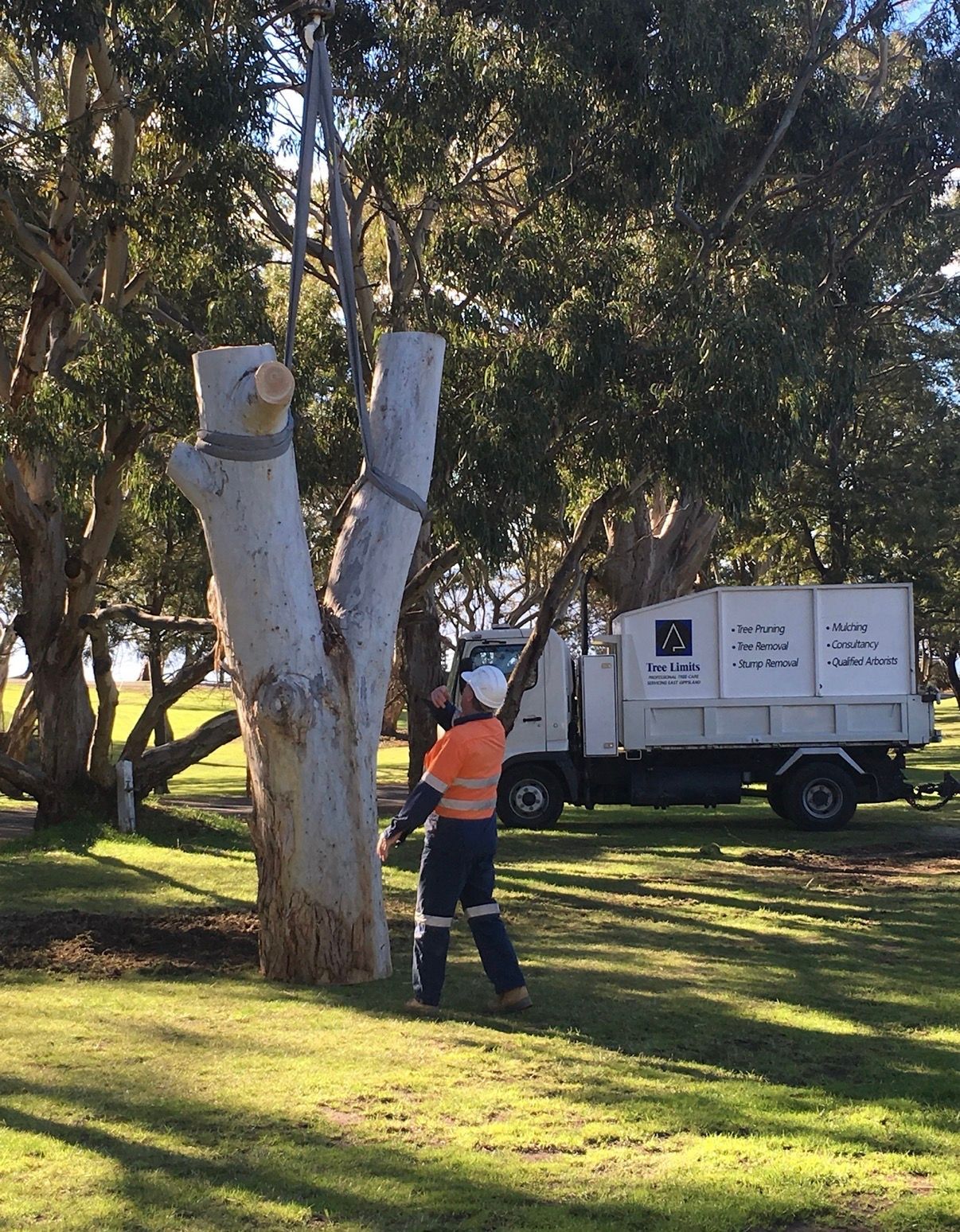 Arborist Cutting Large Tree Trunk