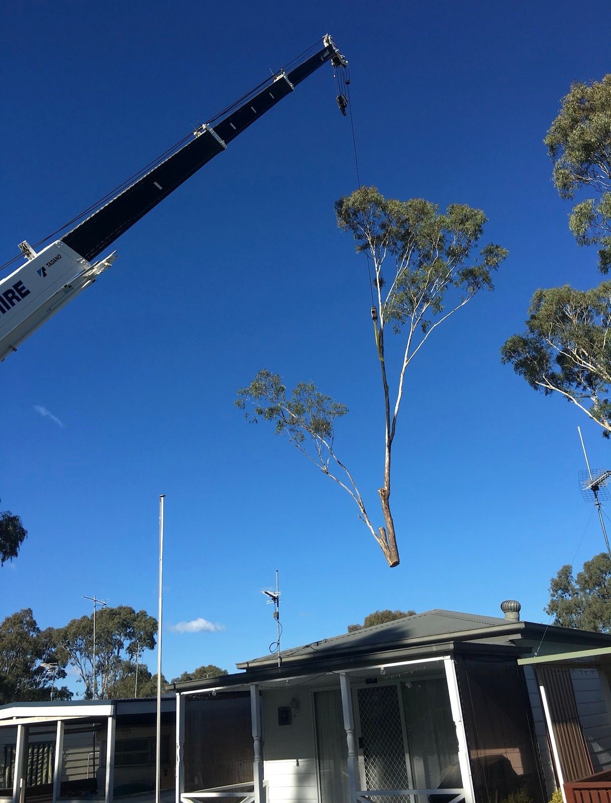 A Crane Removes A Large Tree Over A House.
