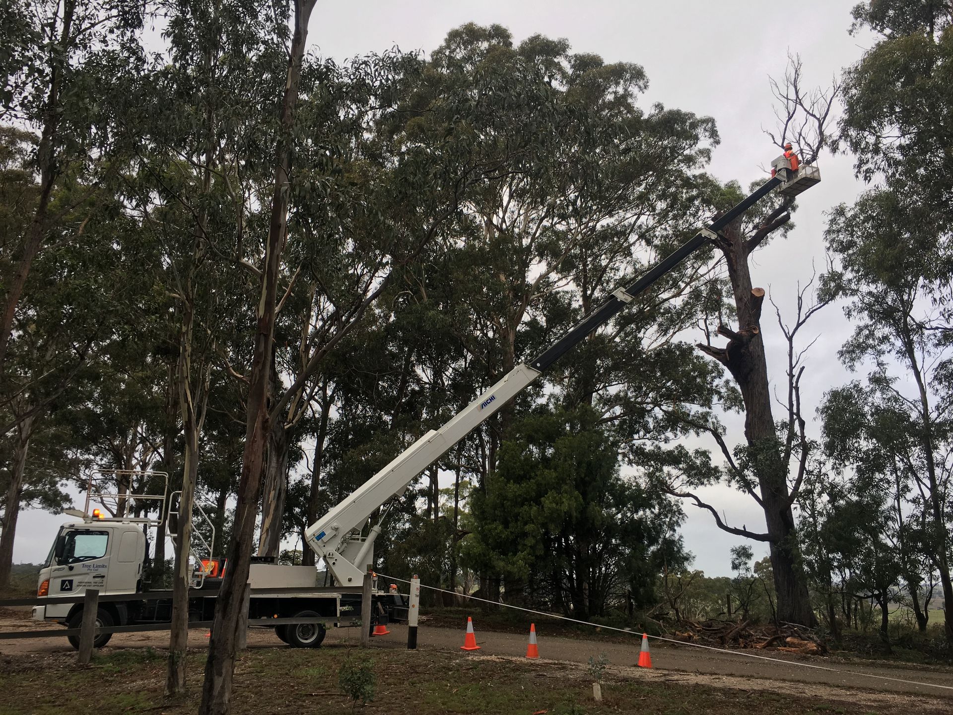 Worker In A Lift Removing Tree Branches.