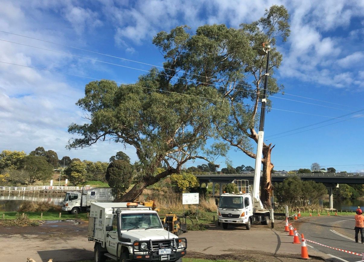 Tree Removal Operation With Crane And Trucks.