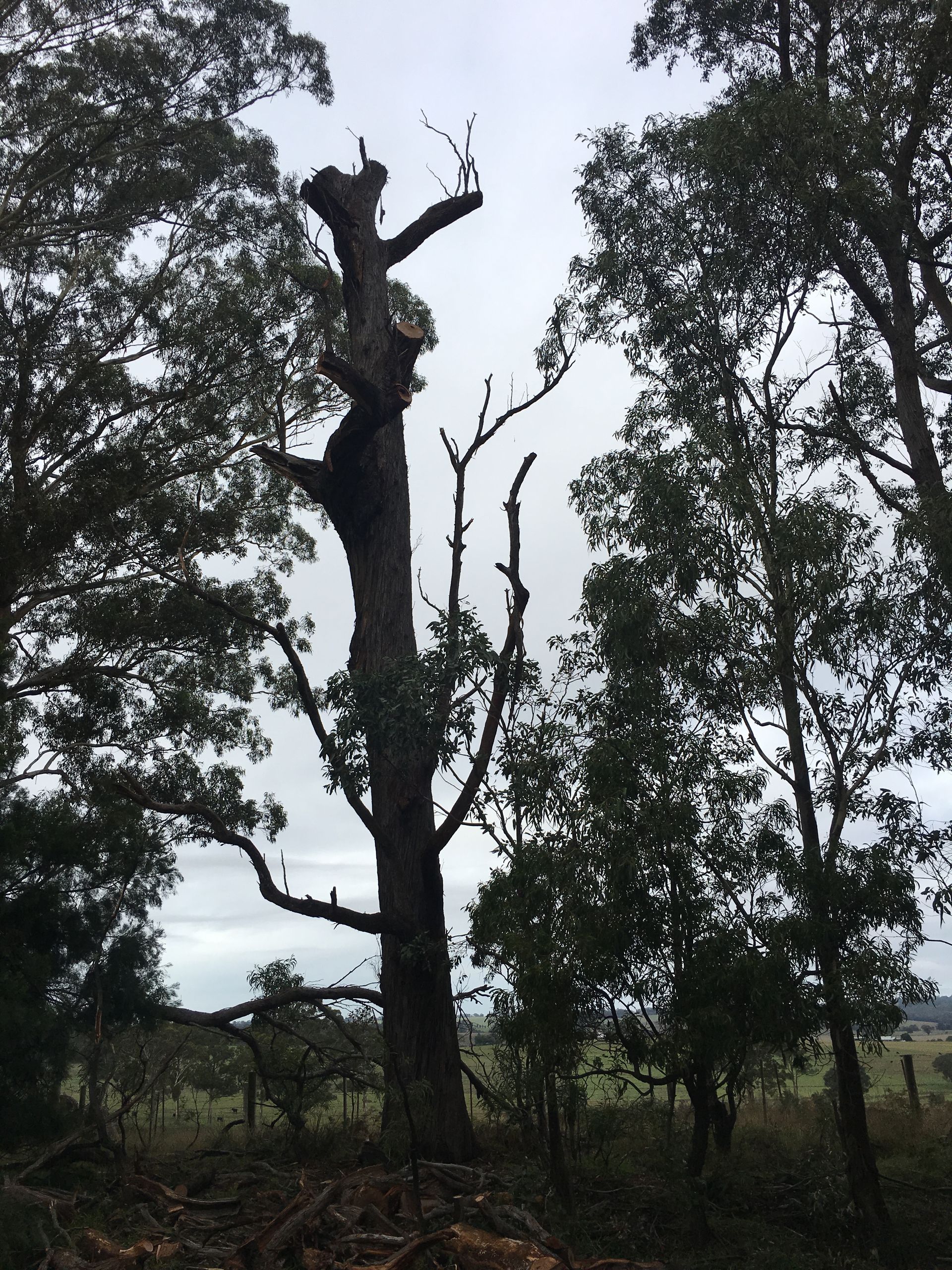 Tall Dead Tree Trunk Among Green Trees