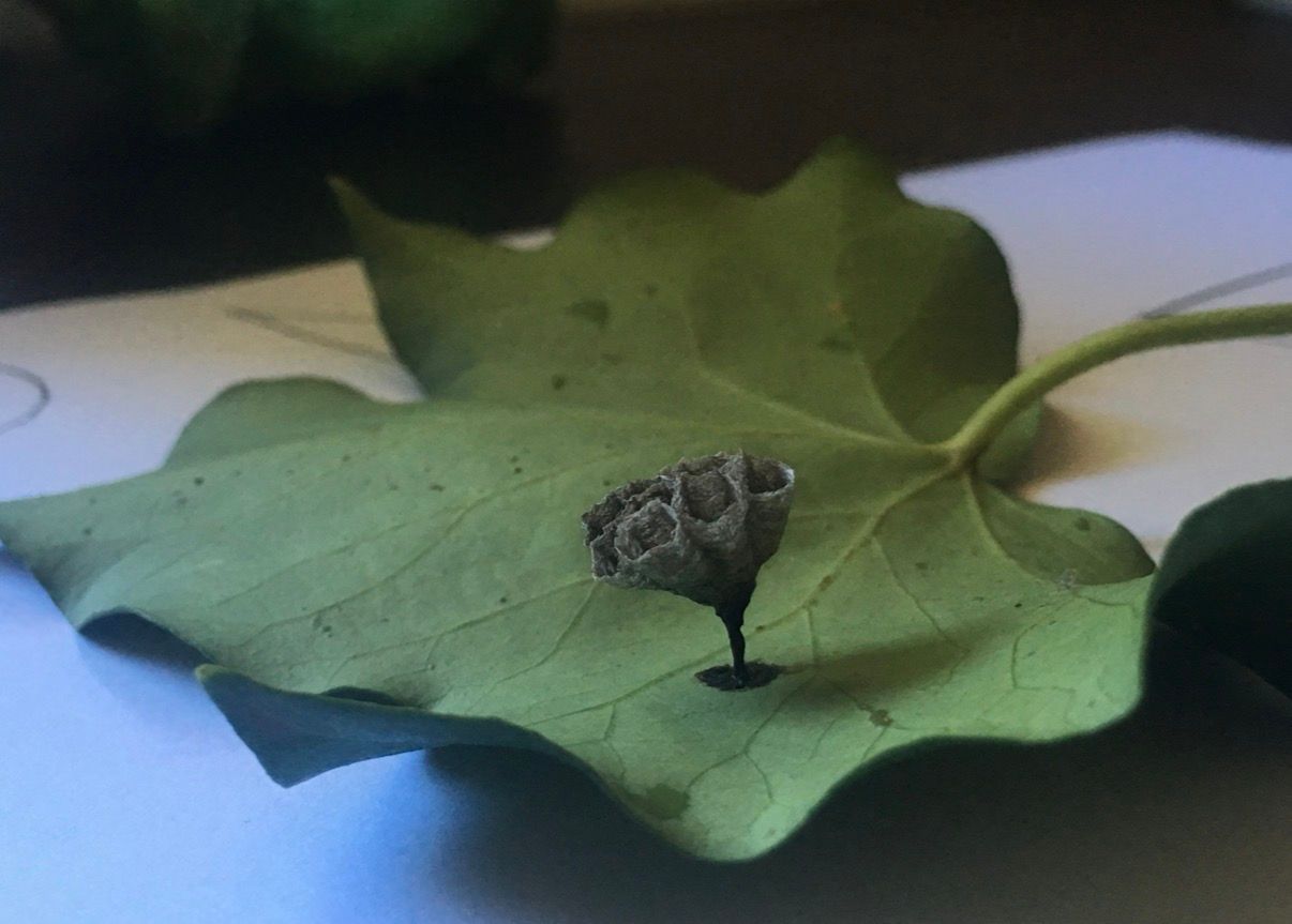 Small Grey Object Attached To A Green Leaf.