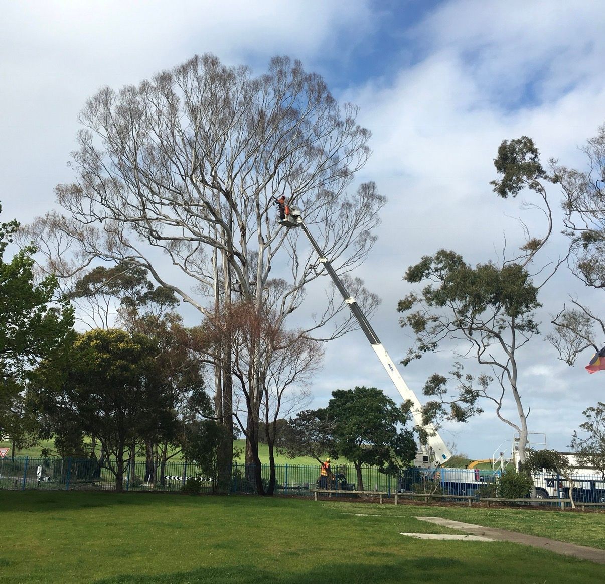 Professional Tree Removal Service In Progress.