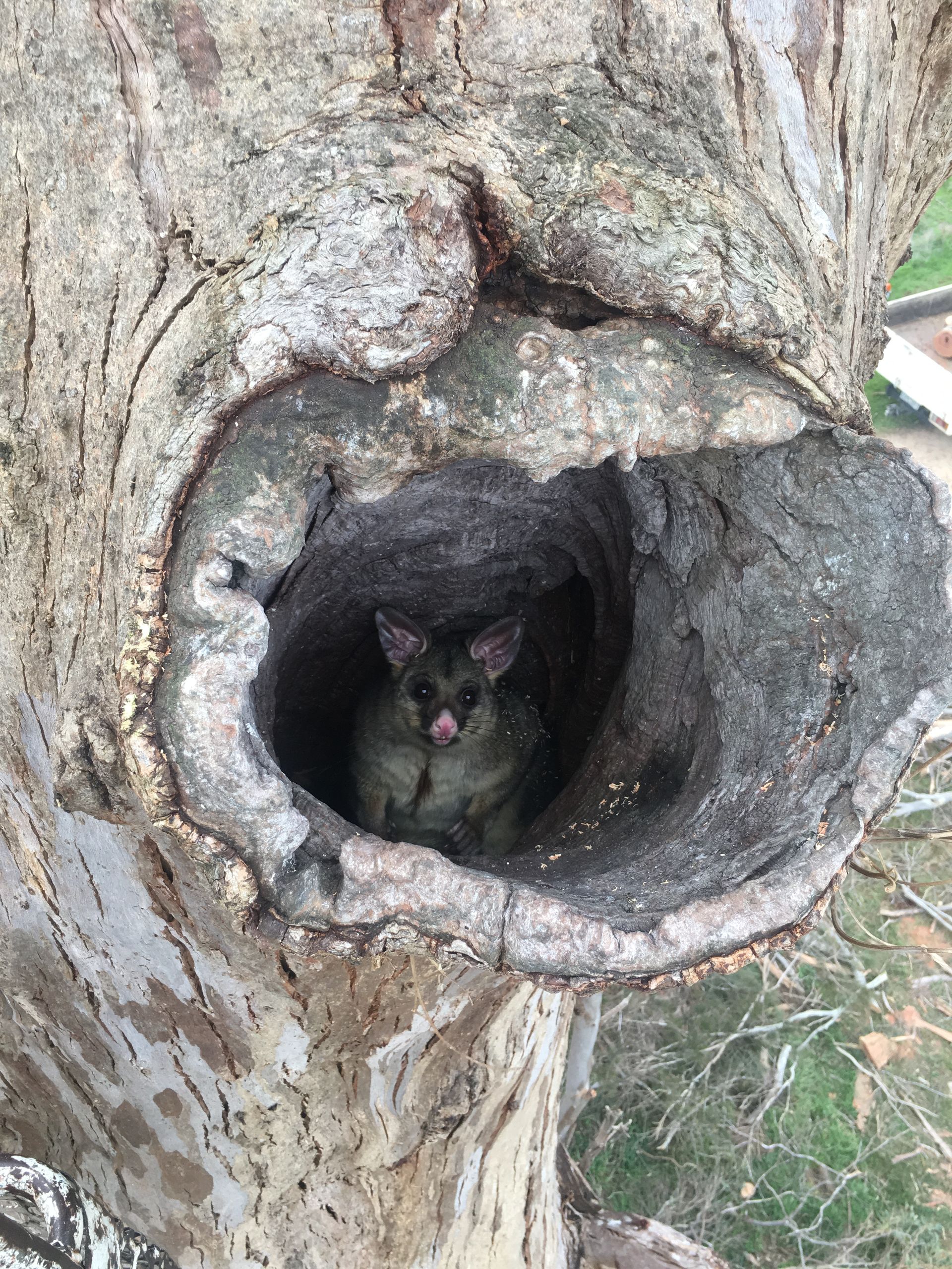 Possum Inside Tree Hollow.
