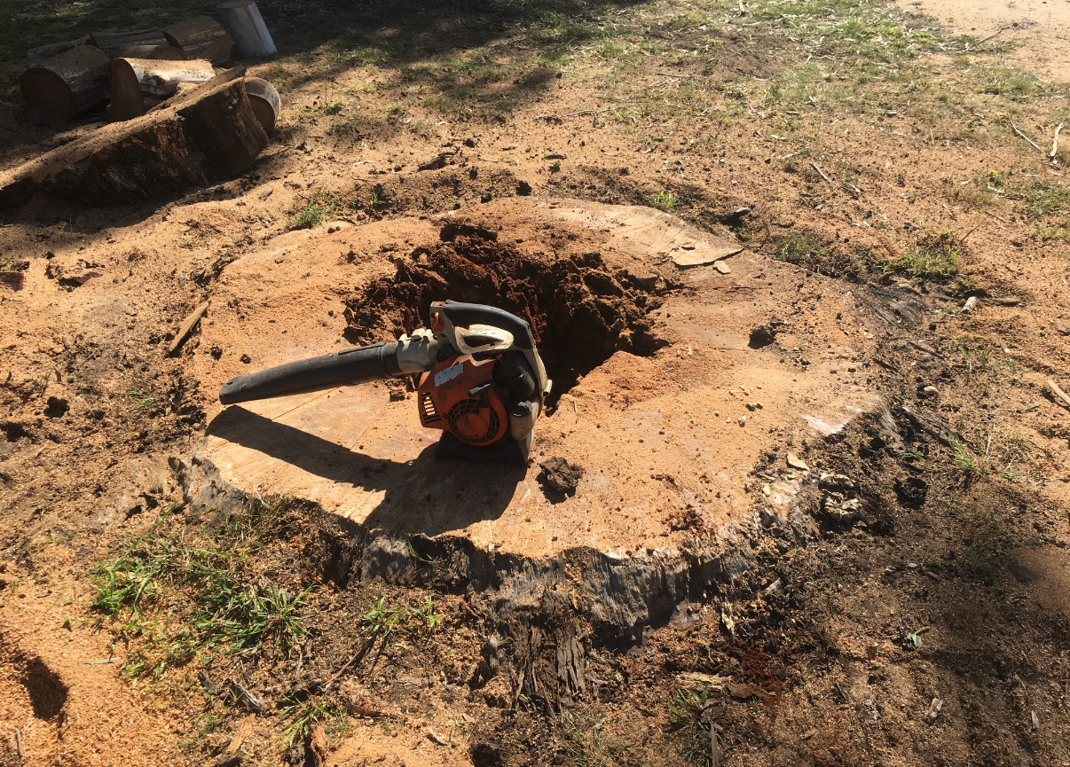 A Chainsaw Rests On A Large Tree Stump.