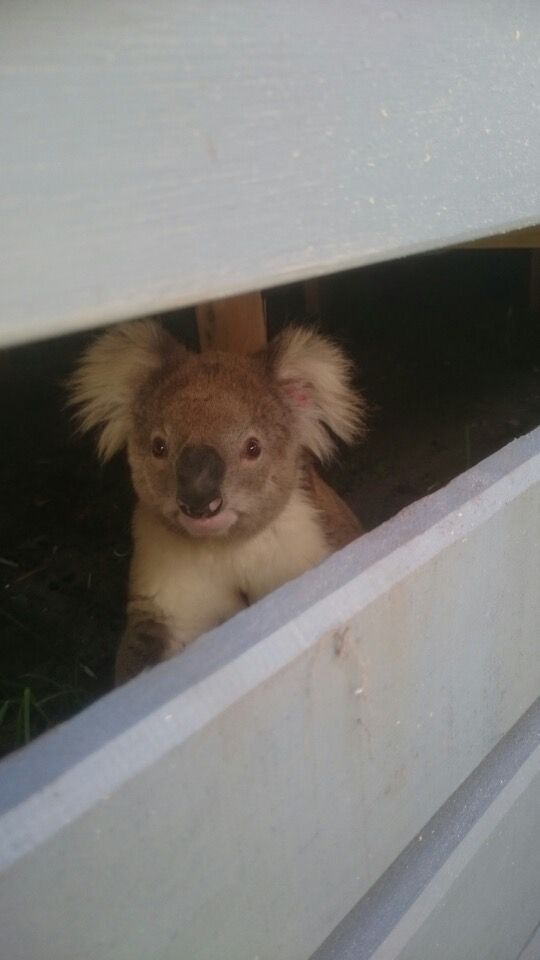 A Koala Peering Through Wooden Planks.