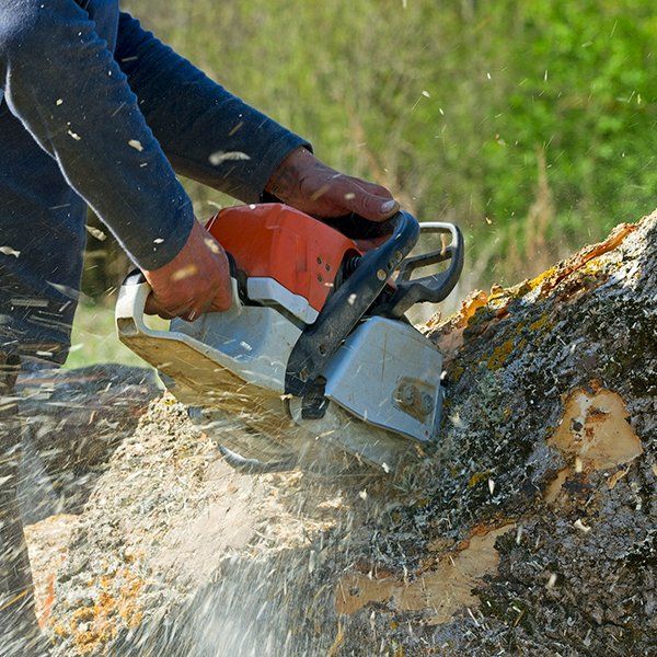 Man Cuts Fallen Tree — Decatur, Alabama — Mr. Green Jeans Lawn Service & Tree Service LLC Man Cuts Fallen Tree — Decatur, Alabama — Mr. Green Jeans Lawn Service & Tree Service LLC